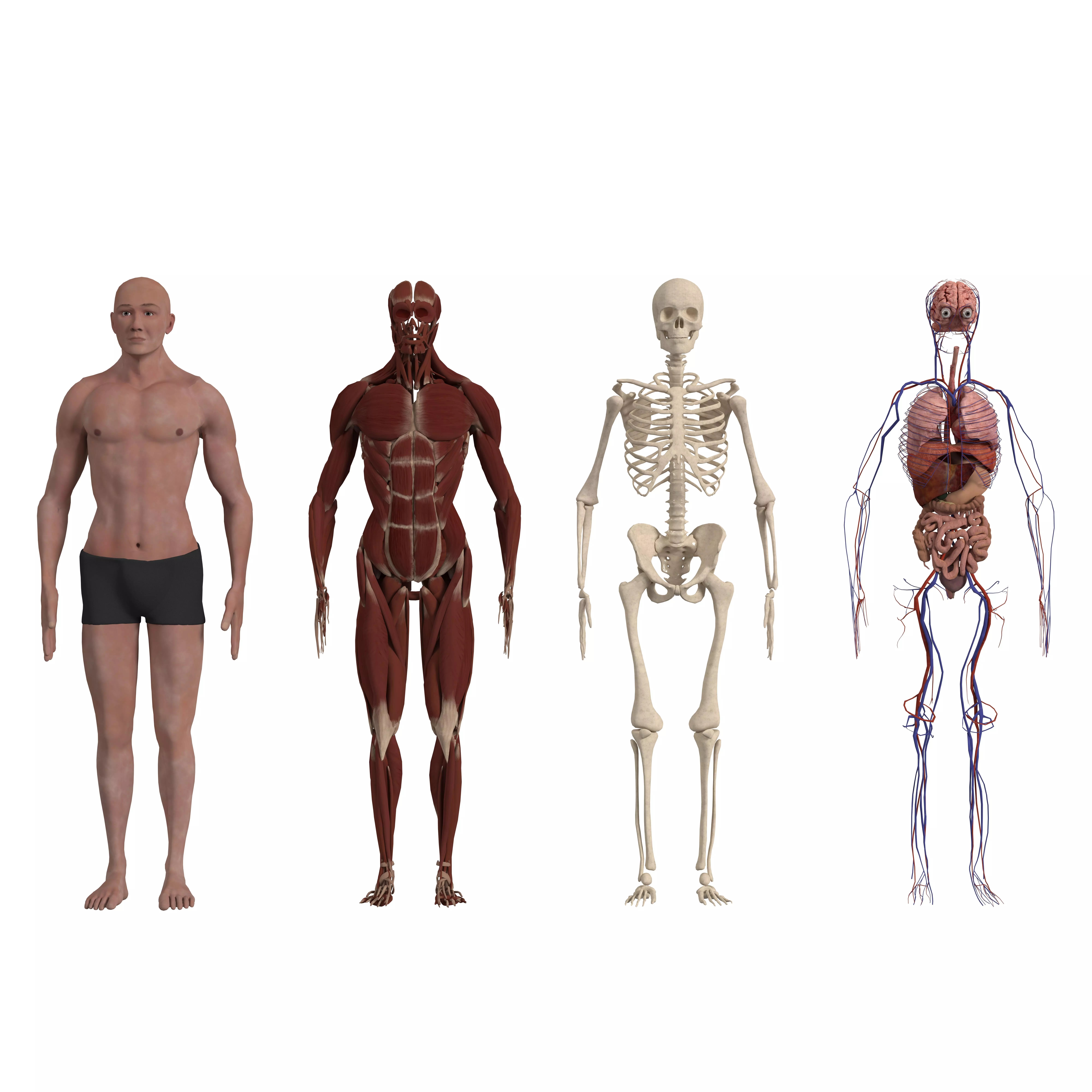 Complete Human Body Anatomy - Game-Ready 3D Model - View 2