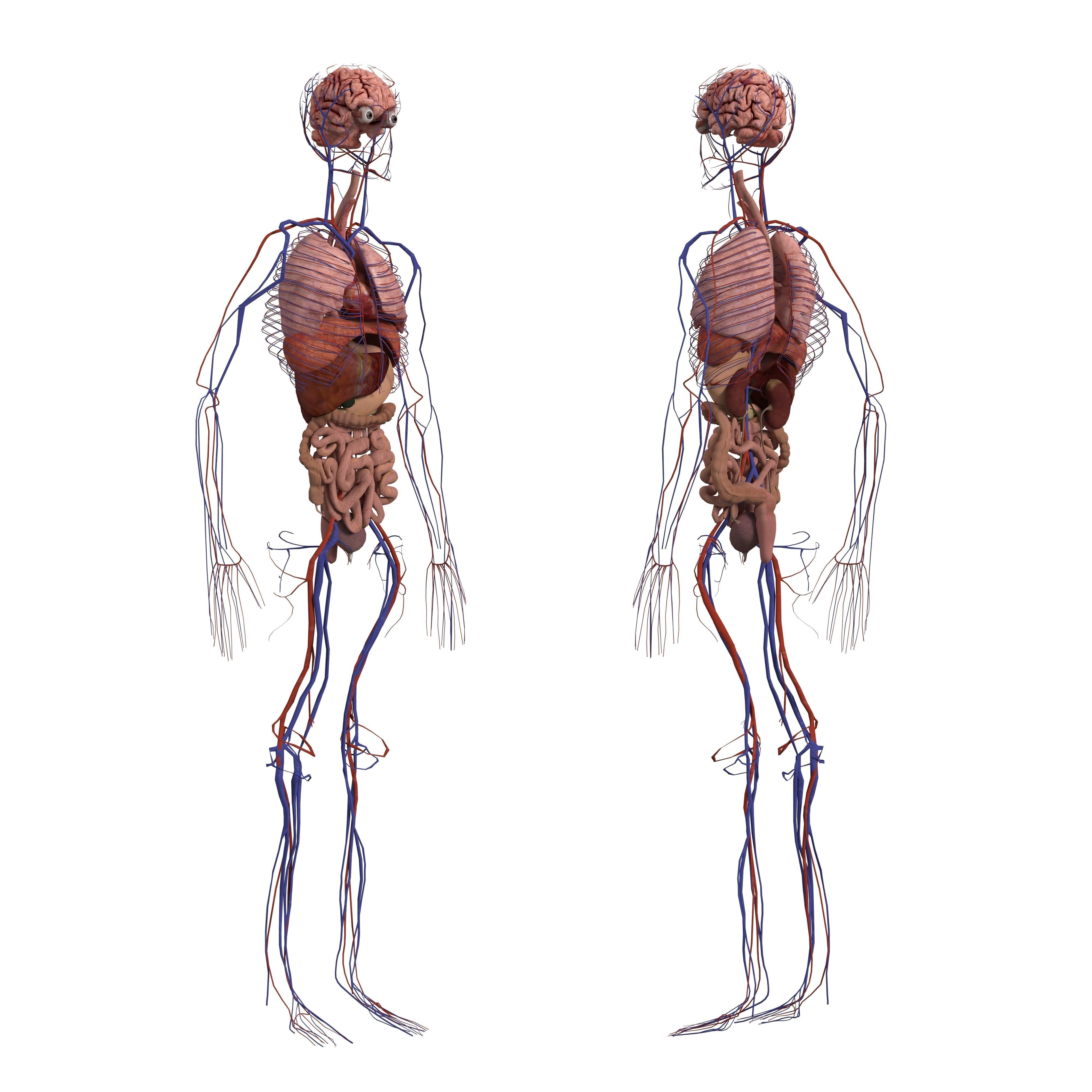 Complete Human Body Anatomy - Game-Ready 3D Model - View 3