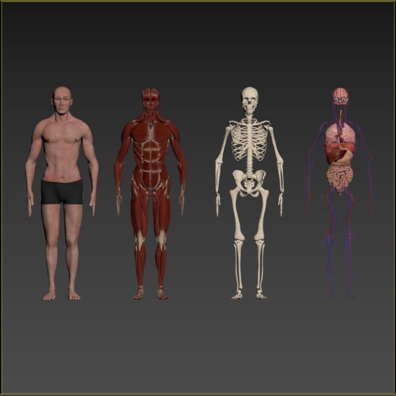 Complete Human Body Anatomy - Game-Ready 3D Model - View 4