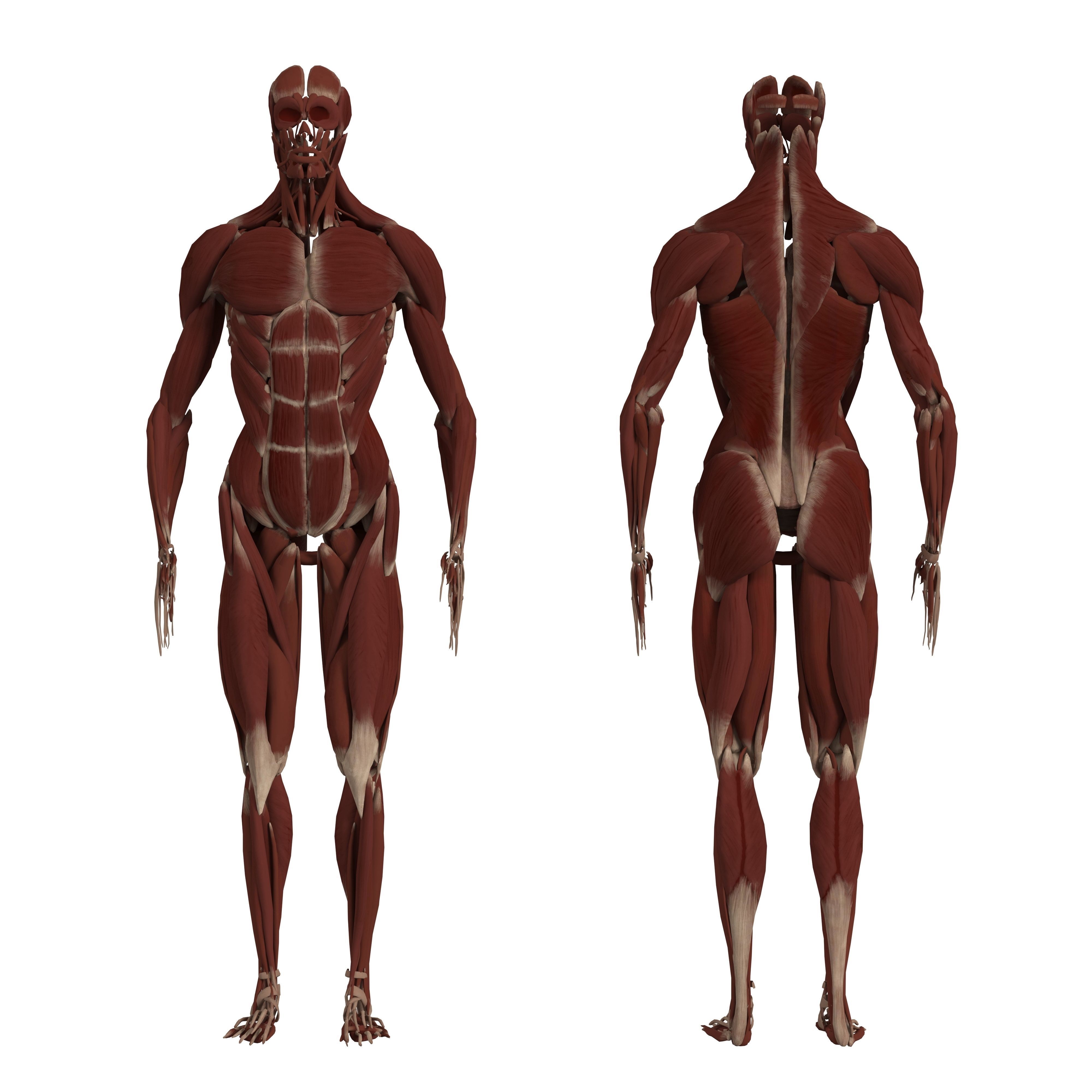 Complete Human Body Anatomy - Game-Ready 3D Model - View 7