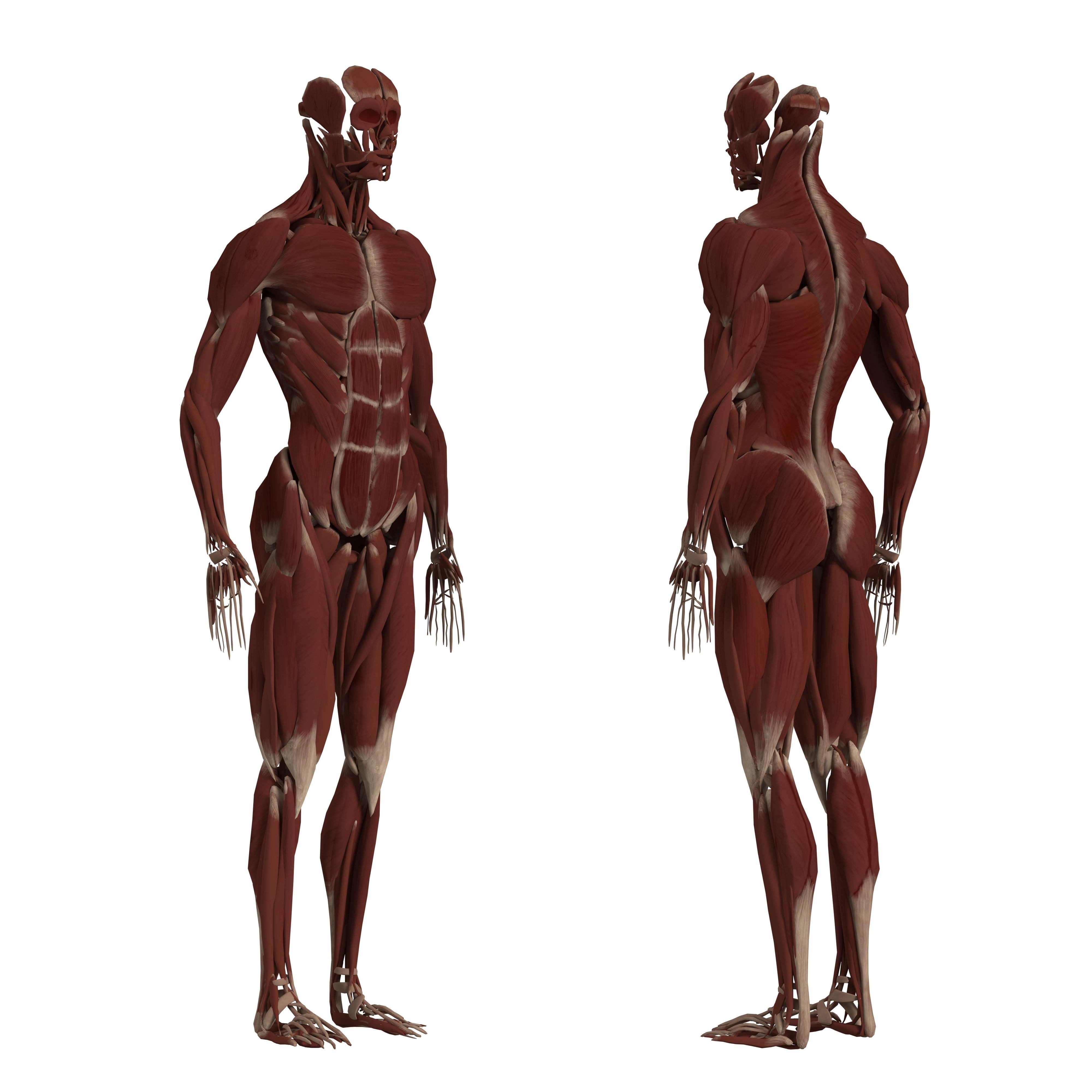 Complete Human Body Anatomy - Game-Ready 3D Model - View 8