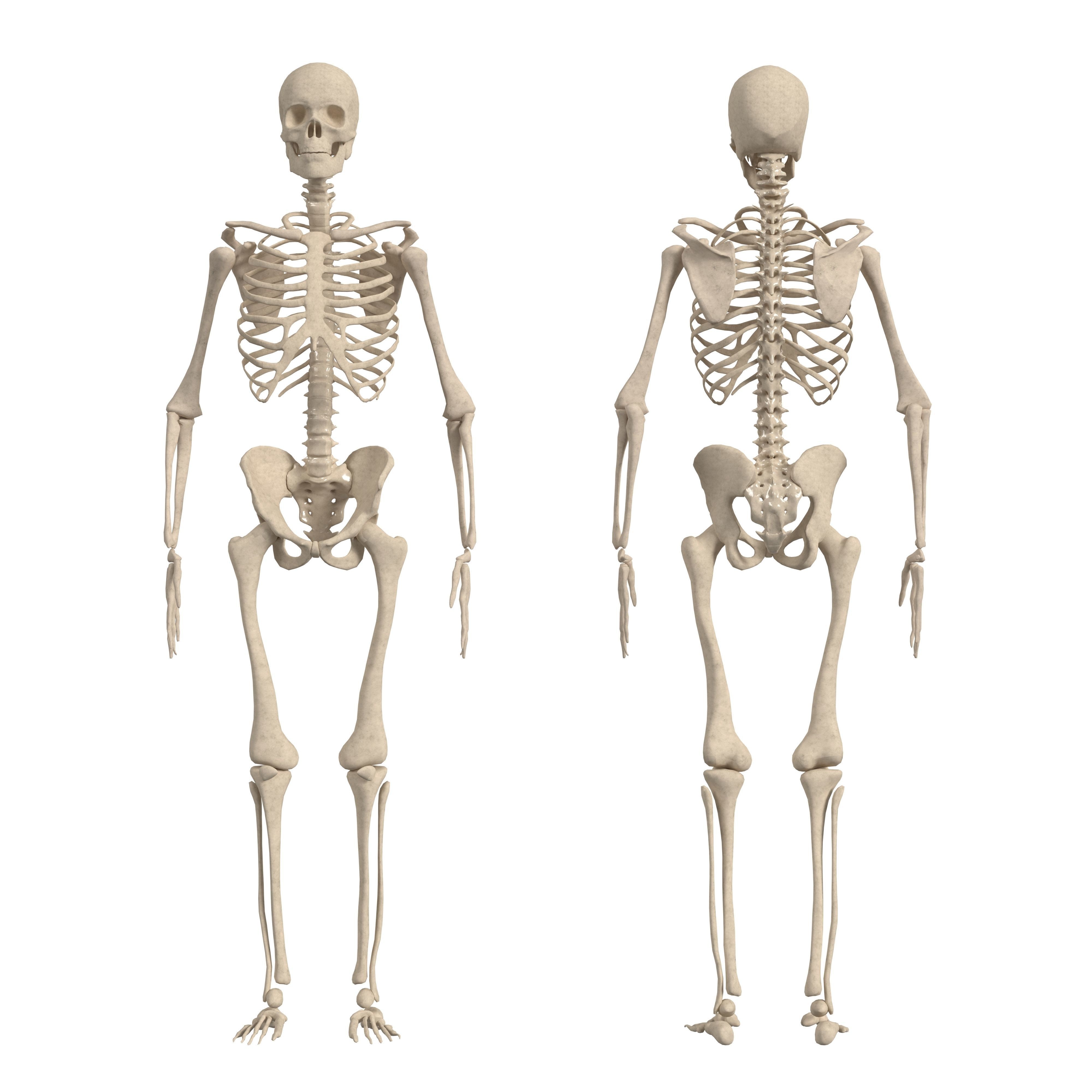 Complete Human Body Anatomy - Game-Ready 3D Model - View 9