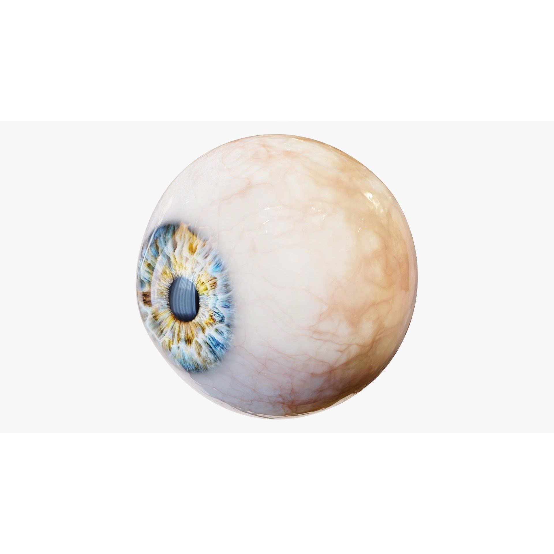 Human Eye - Low-Poly Game-Ready 3D Model - View 10