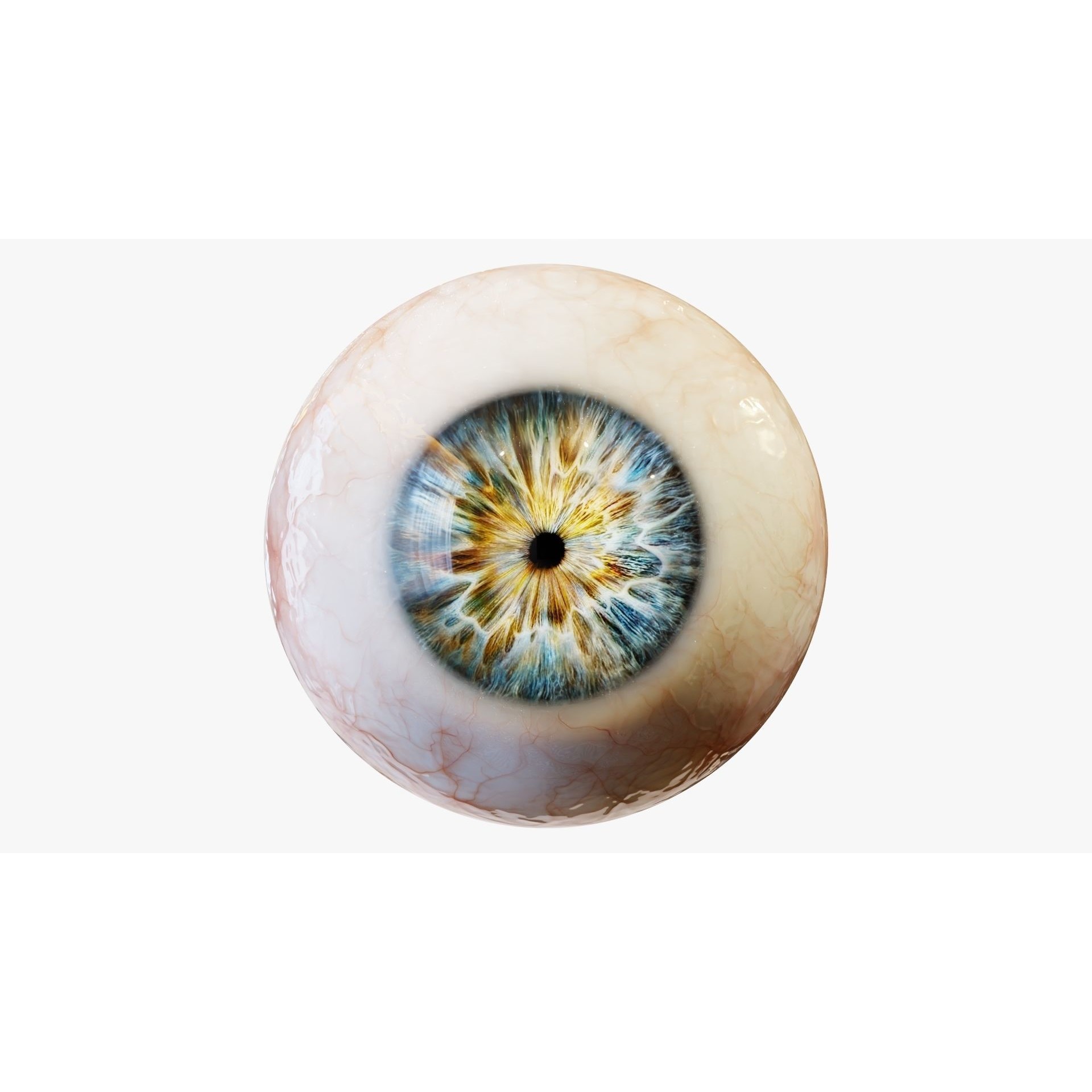 Human Eye - Low-Poly Game-Ready 3D Model - View 11