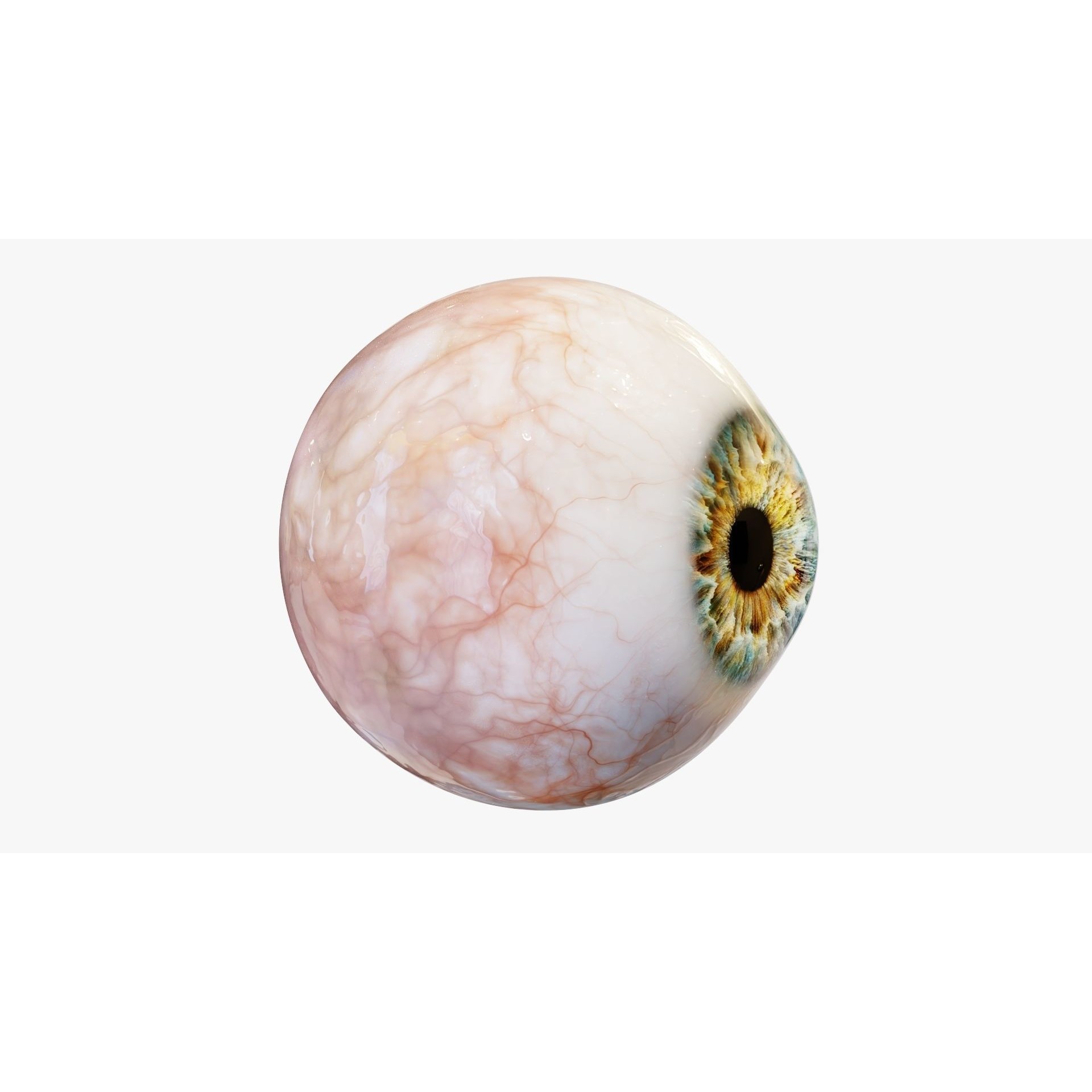 Human Eye - Low-Poly Game-Ready 3D Model - View 3