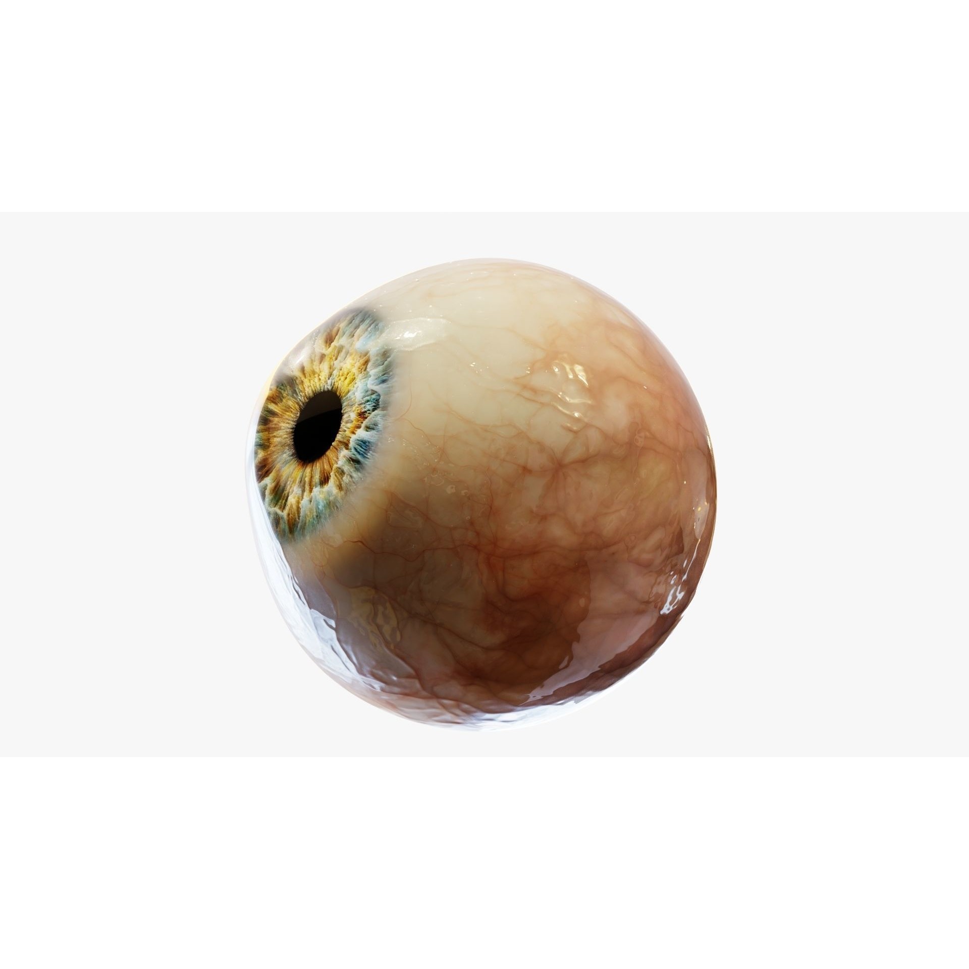 Human Eye - Low-Poly Game-Ready 3D Model - View 5