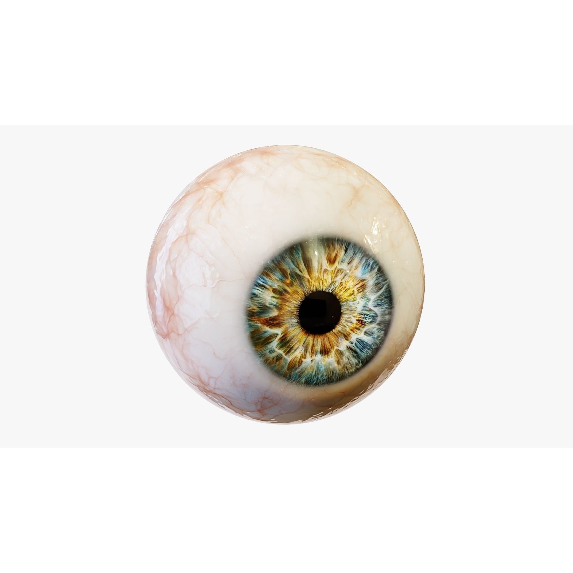 Human Eye - Low-Poly Game-Ready 3D Model - View 6