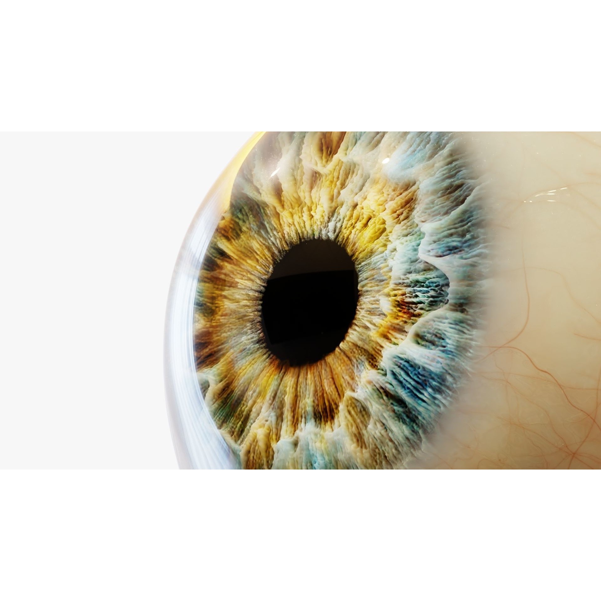 Human Eye - Low-Poly Game-Ready 3D Model - View 7