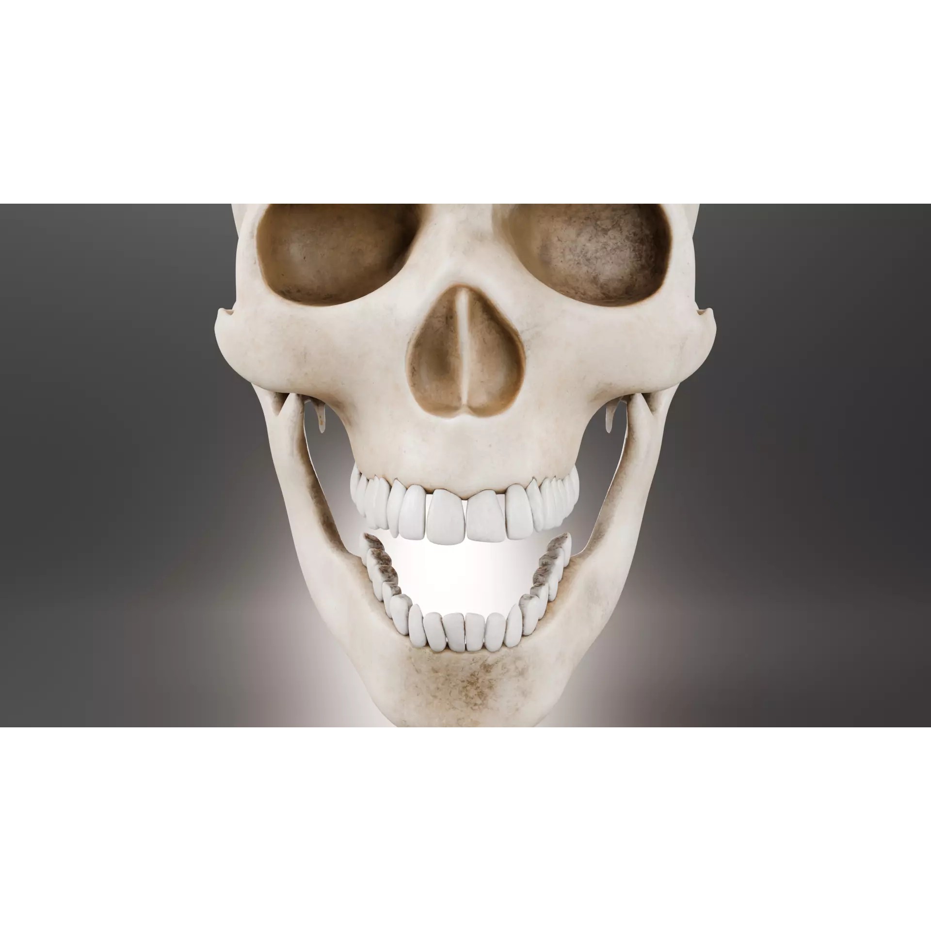 Human Skull - Low-Poly Game-Ready 3D Model - View 10