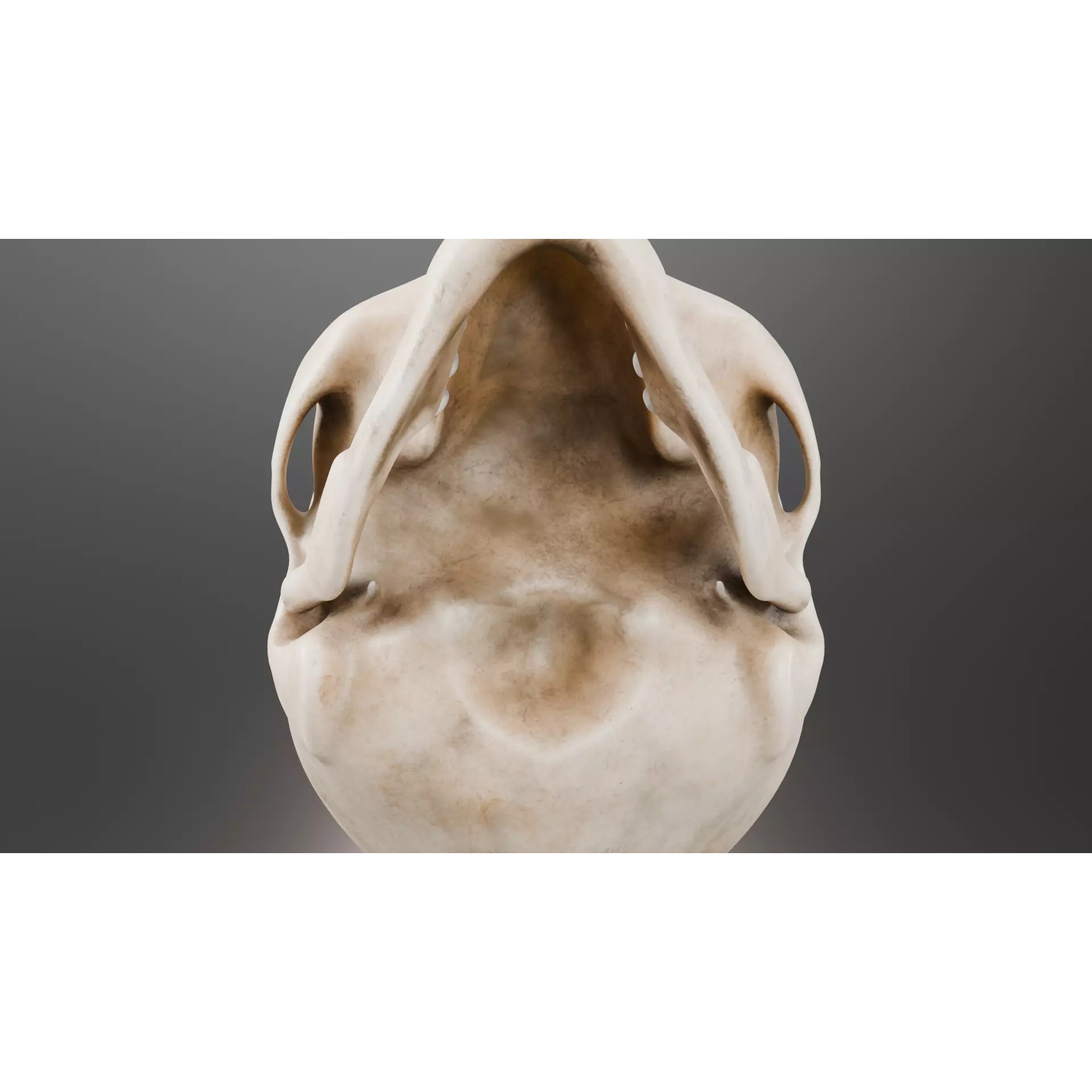 Human Skull - Low-Poly Game-Ready 3D Model - View 11