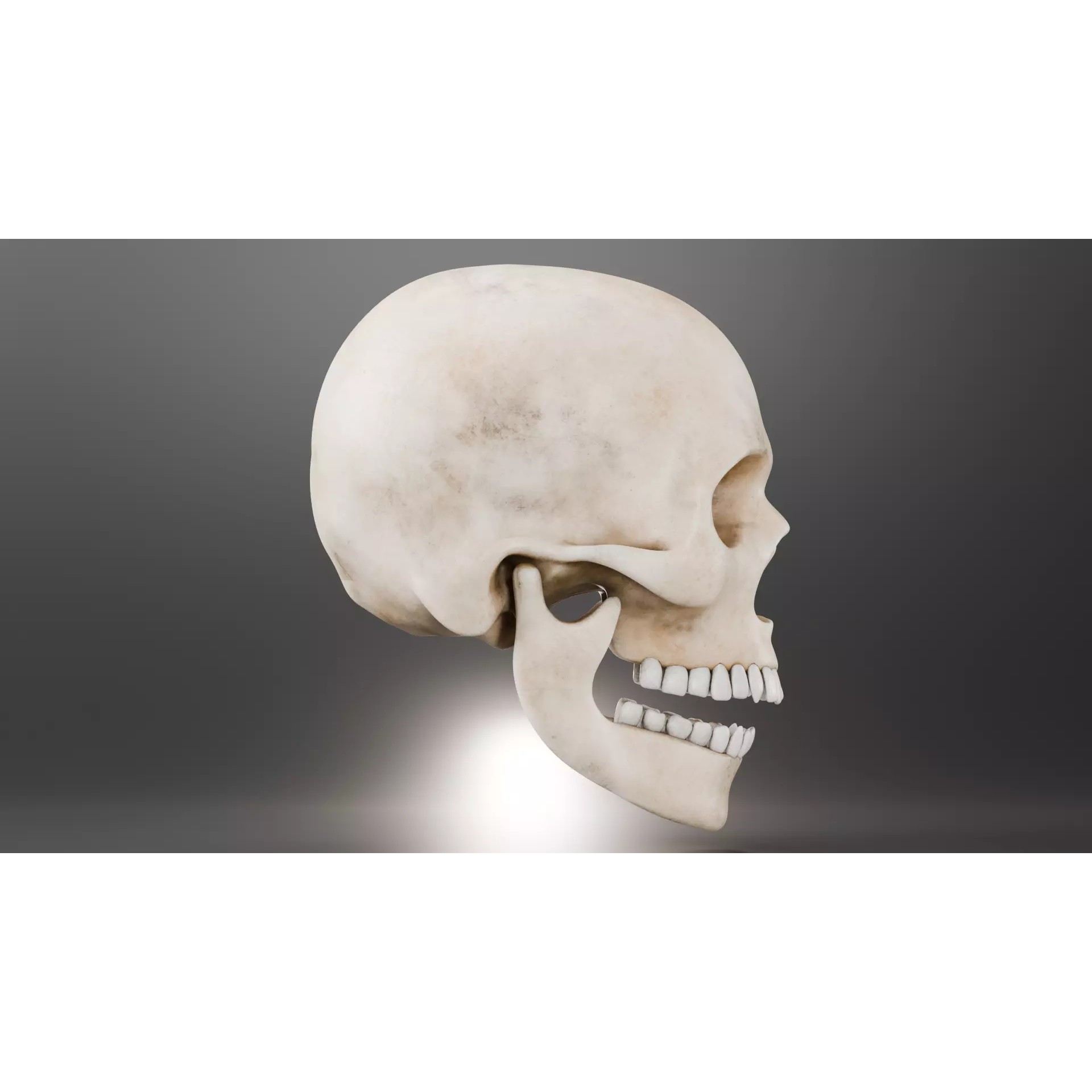 Human Skull - Low-Poly Game-Ready 3D Model - View 2