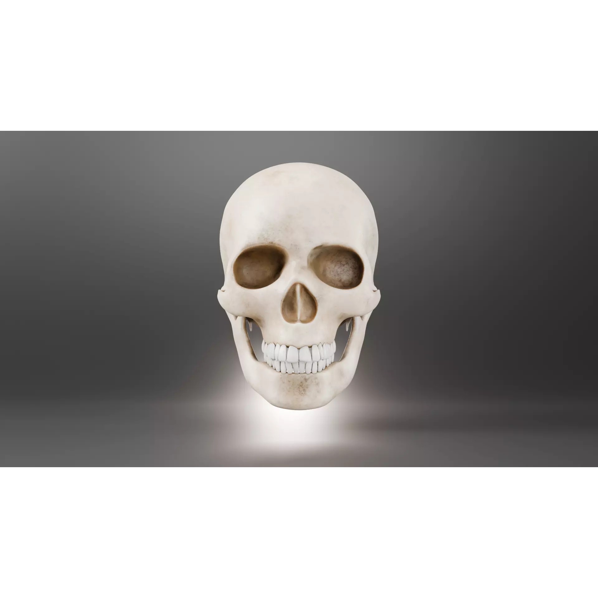 Human Skull - Low-Poly Game-Ready 3D Model - View 3