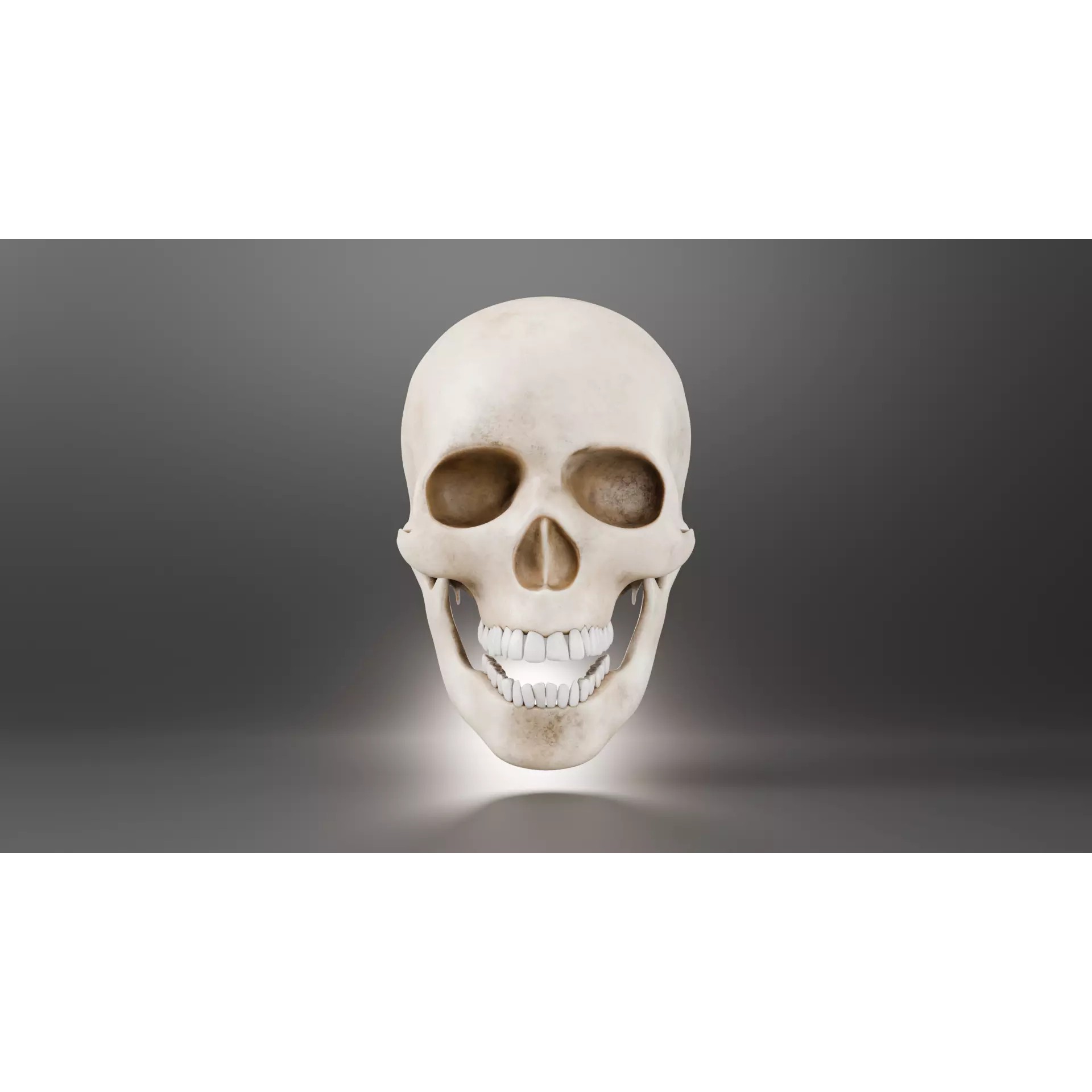 Human Skull - Low-Poly Game-Ready 3D Model - View 4