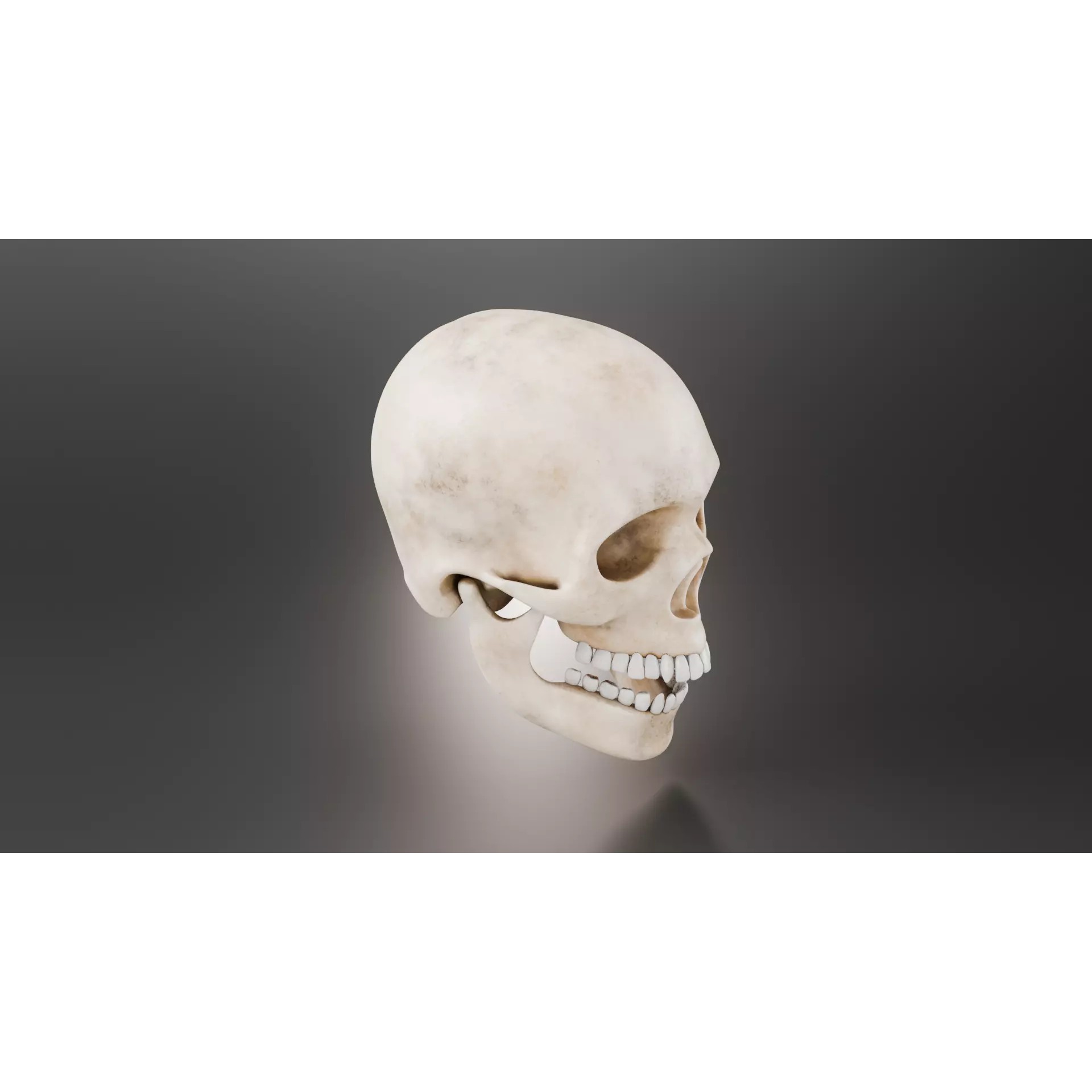 Human Skull - Low-Poly Game-Ready 3D Model - View 5
