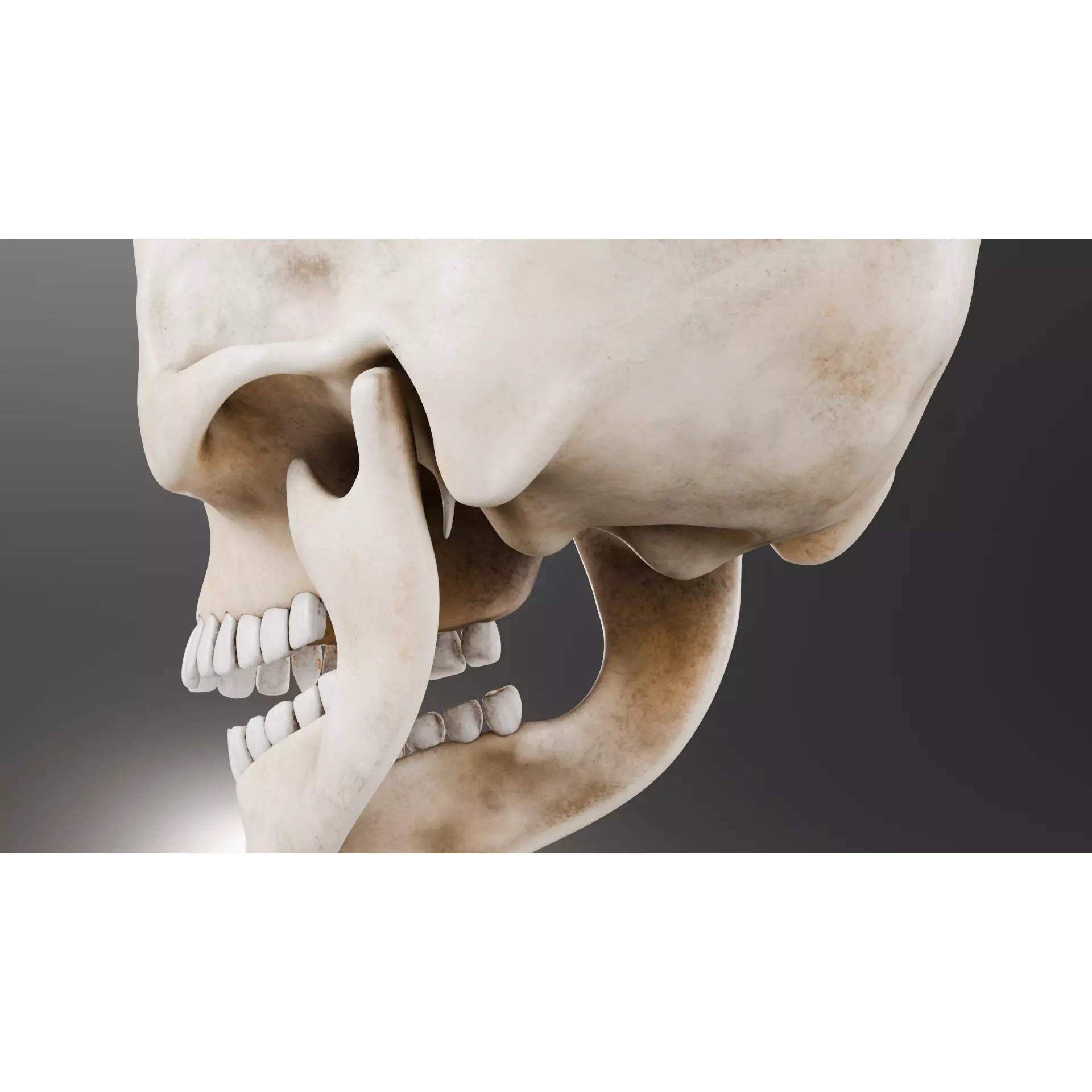 Human Skull - Low-Poly Game-Ready 3D Model - View 6
