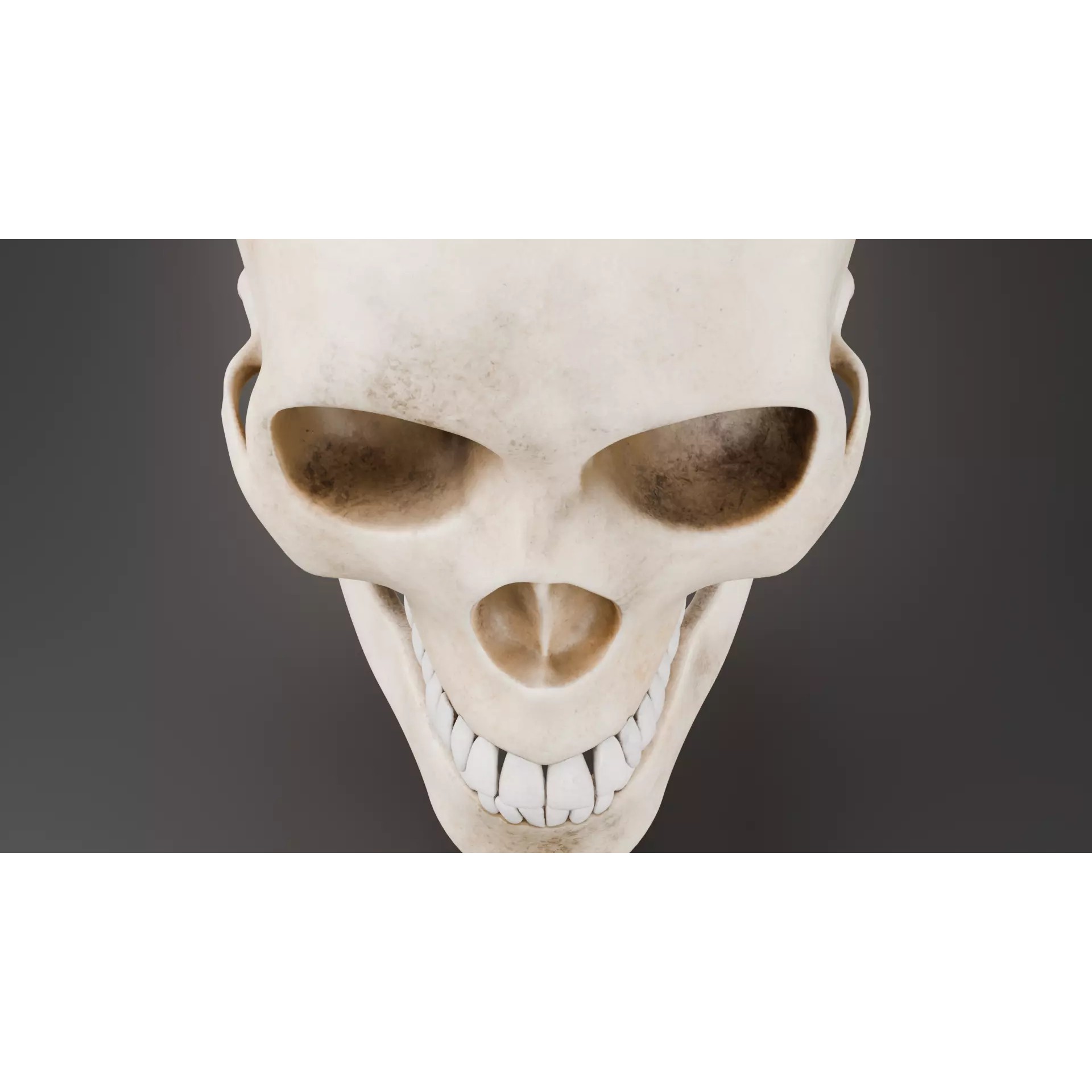 Human Skull - Low-Poly Game-Ready 3D Model - View 7