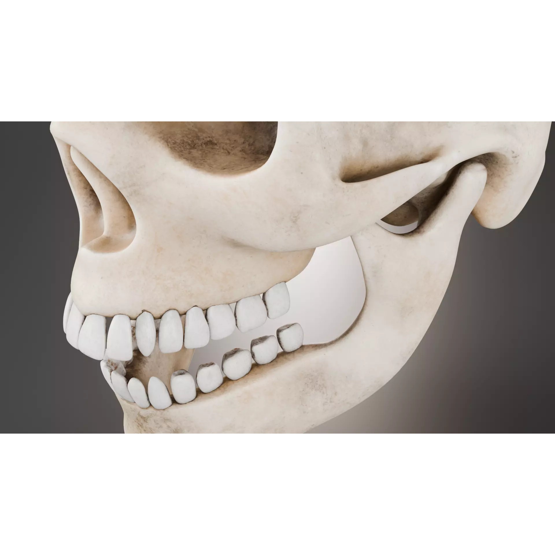 Human Skull - Low-Poly Game-Ready 3D Model - View 8