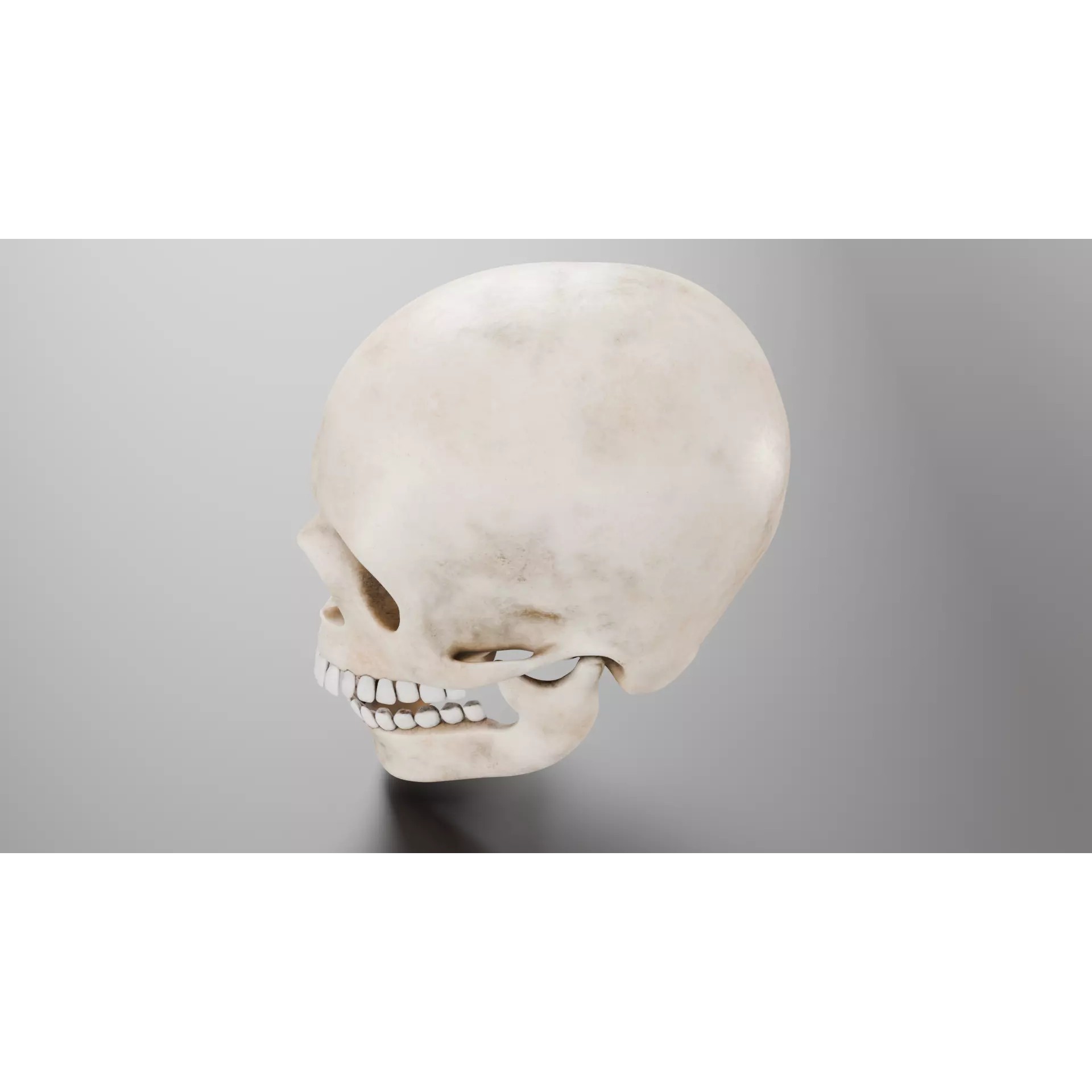 Human Skull - Low-Poly Game-Ready 3D Model - View 9