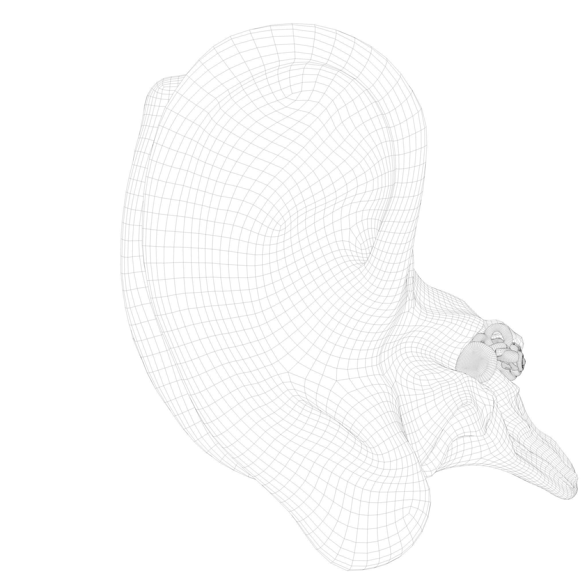 Cross Section Ear Anatomy - Game-Ready 3D Model