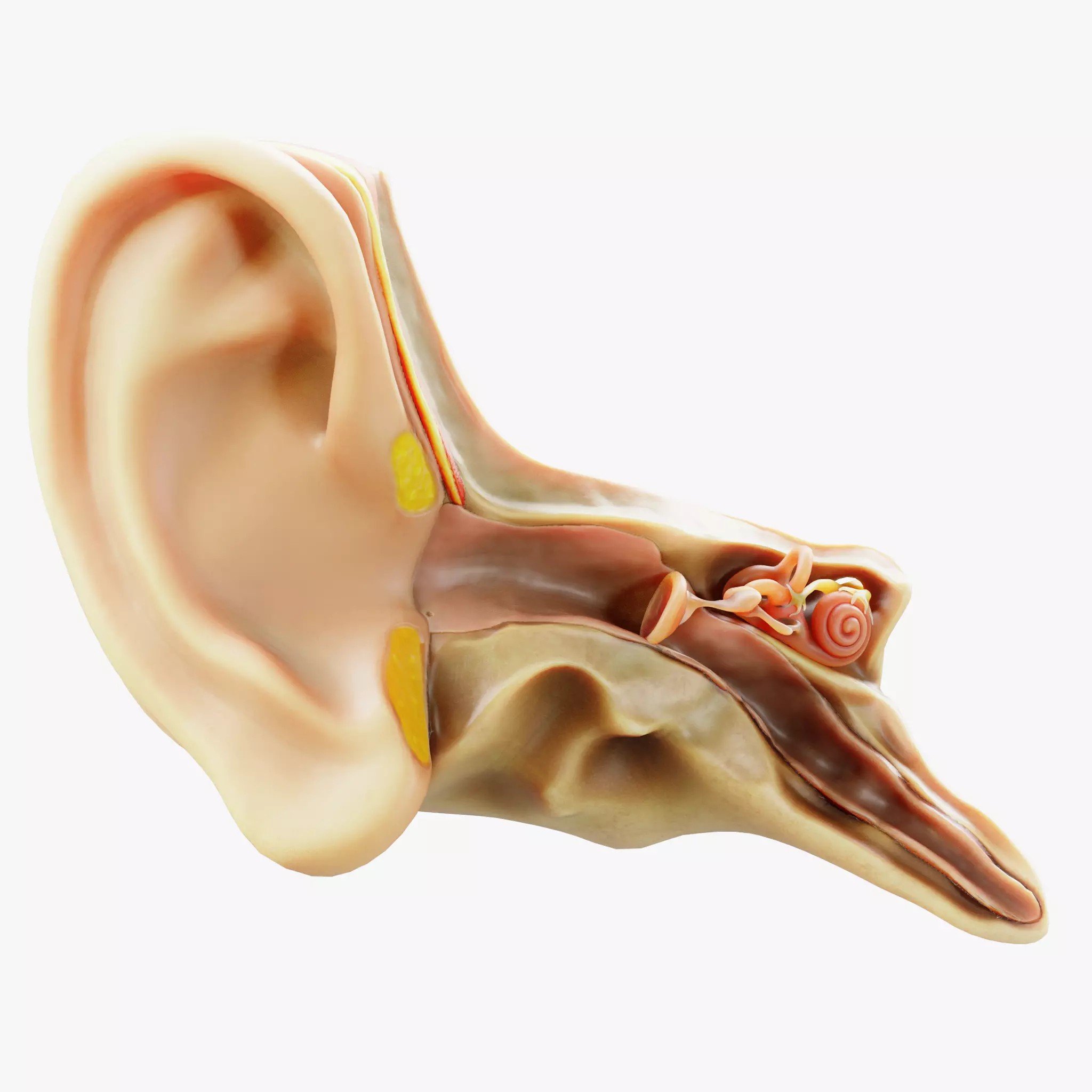 Cross Section Ear Anatomy - Game-Ready 3D Model - View 2