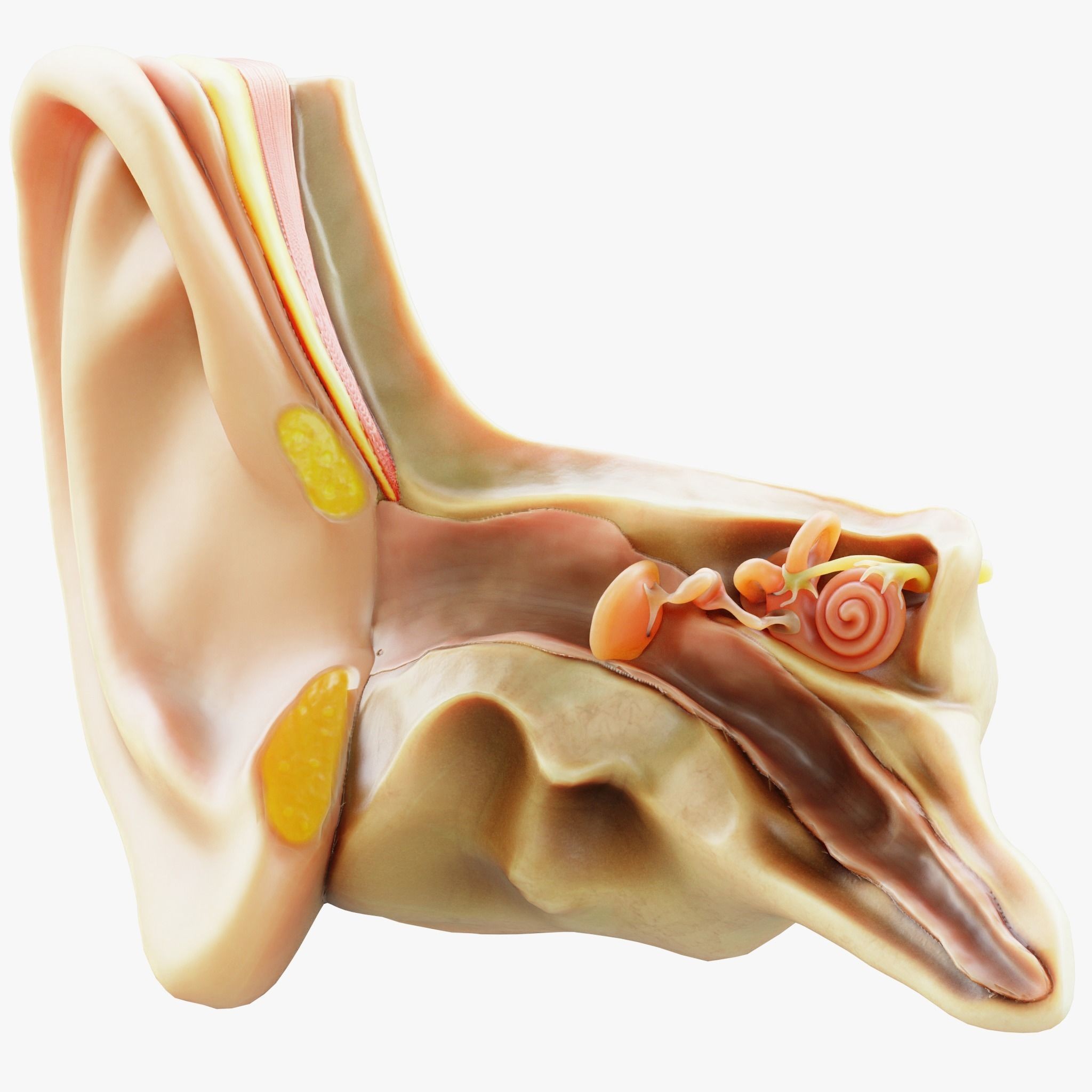 Cross Section Ear Anatomy - Game-Ready 3D Model - View 3