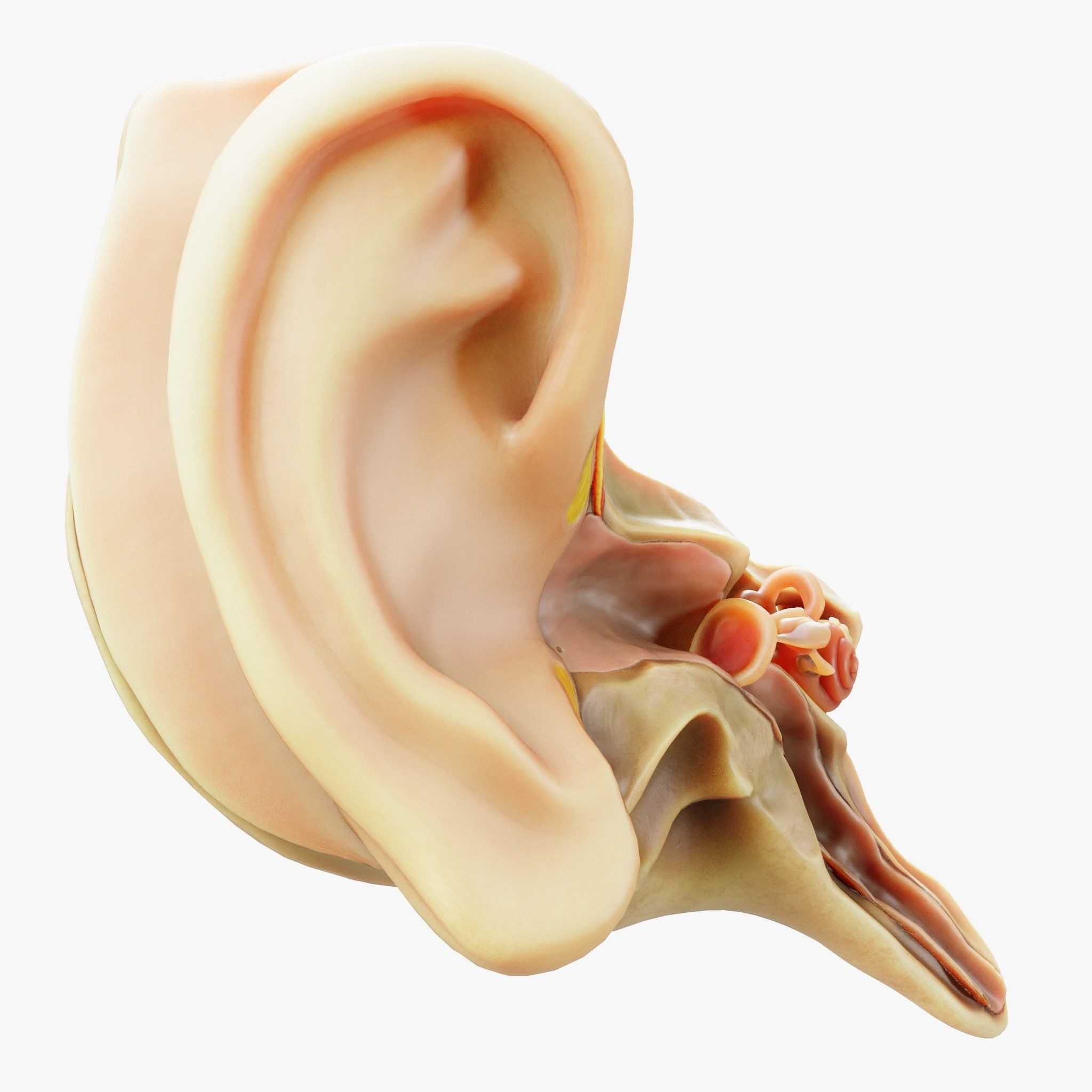 Cross Section Ear Anatomy - Game-Ready 3D Model - View 4