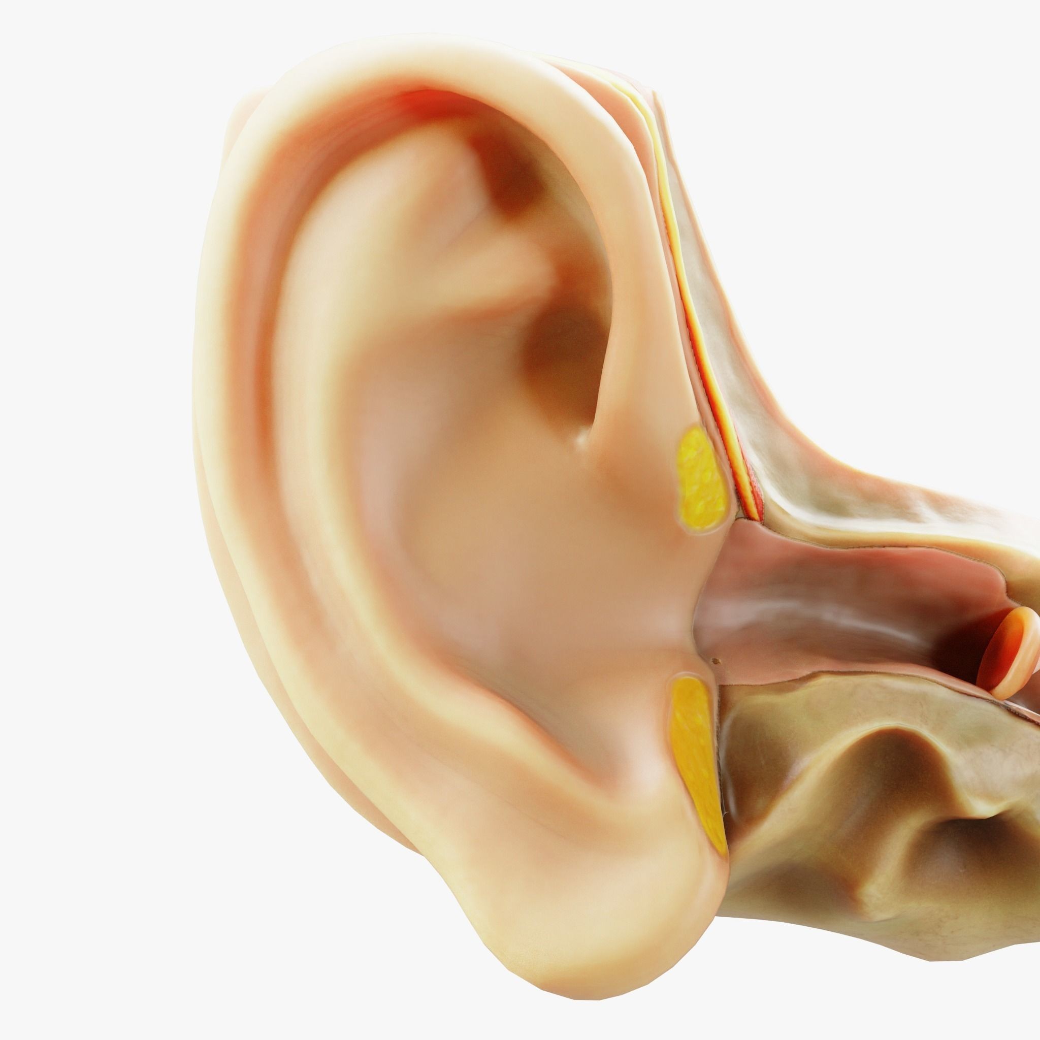 Cross Section Ear Anatomy - Game-Ready 3D Model - View 5