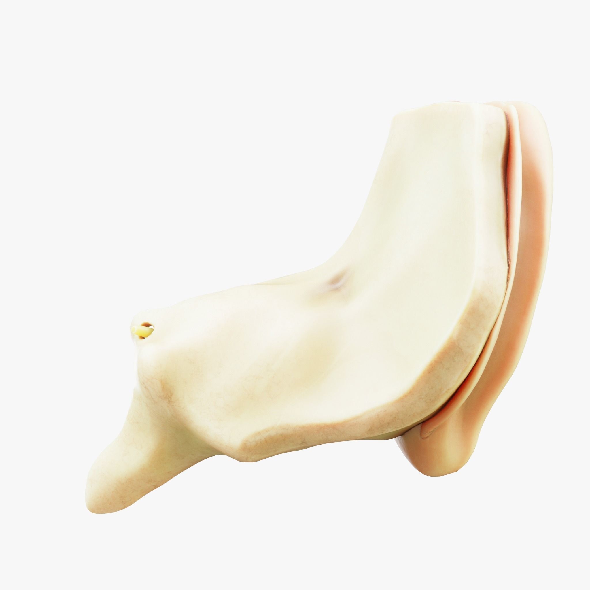 Cross Section Ear Anatomy - Game-Ready 3D Model - View 7