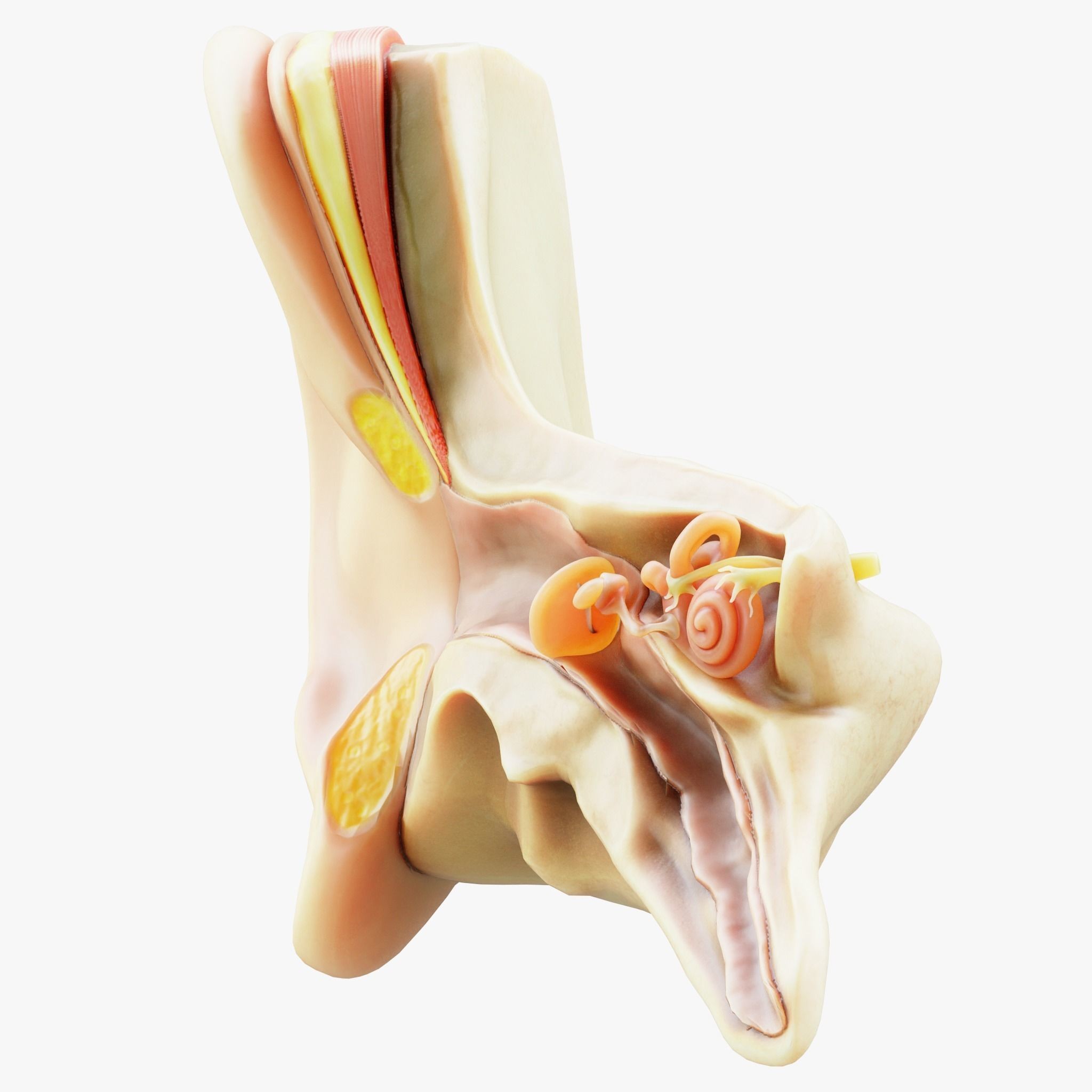 Cross Section Ear Anatomy - Game-Ready 3D Model - View 8