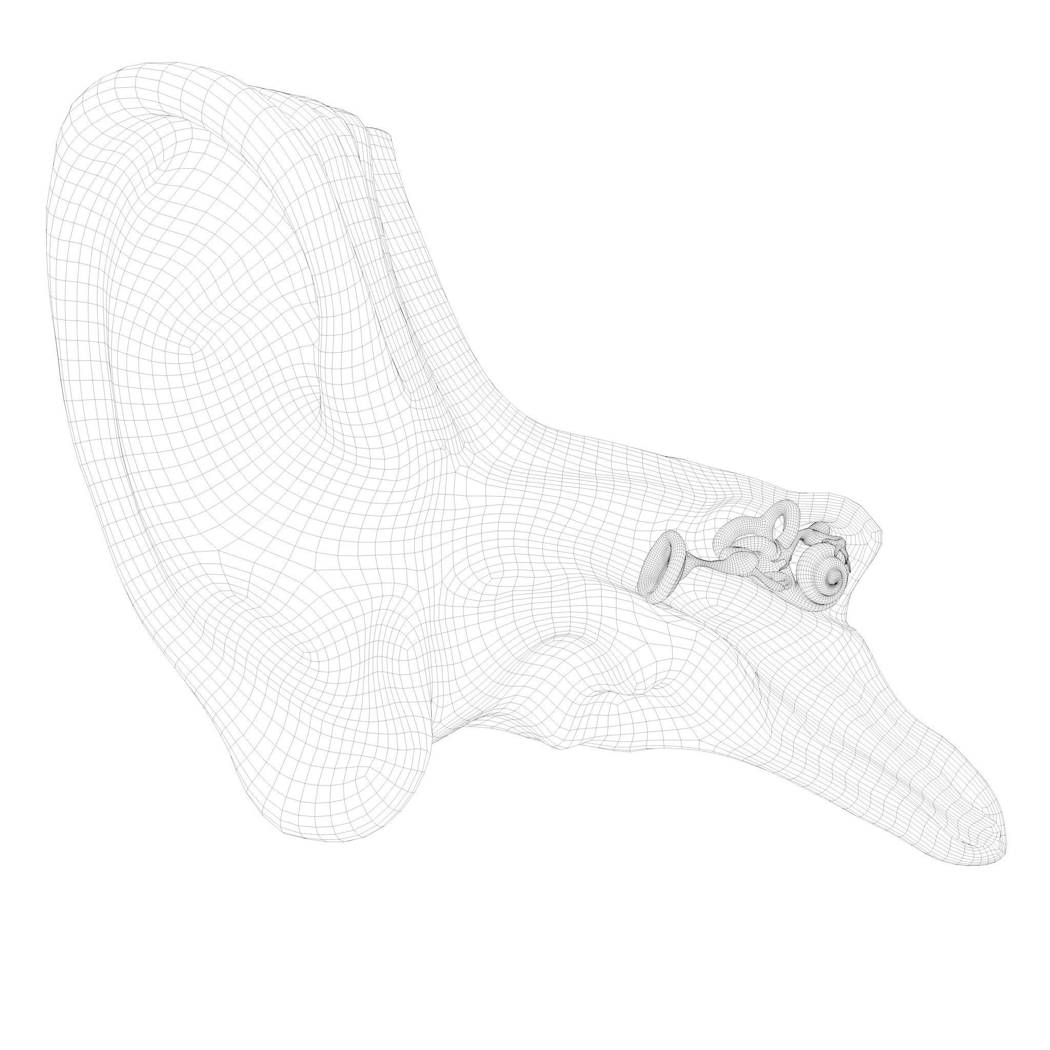 Cross Section Ear Anatomy - Game-Ready 3D Model - View 9