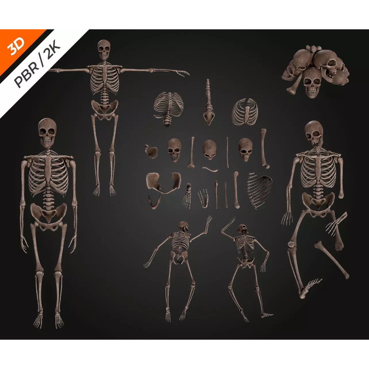 Skeleton Bone - Low-Poly Game-Ready 3D Model - View 10