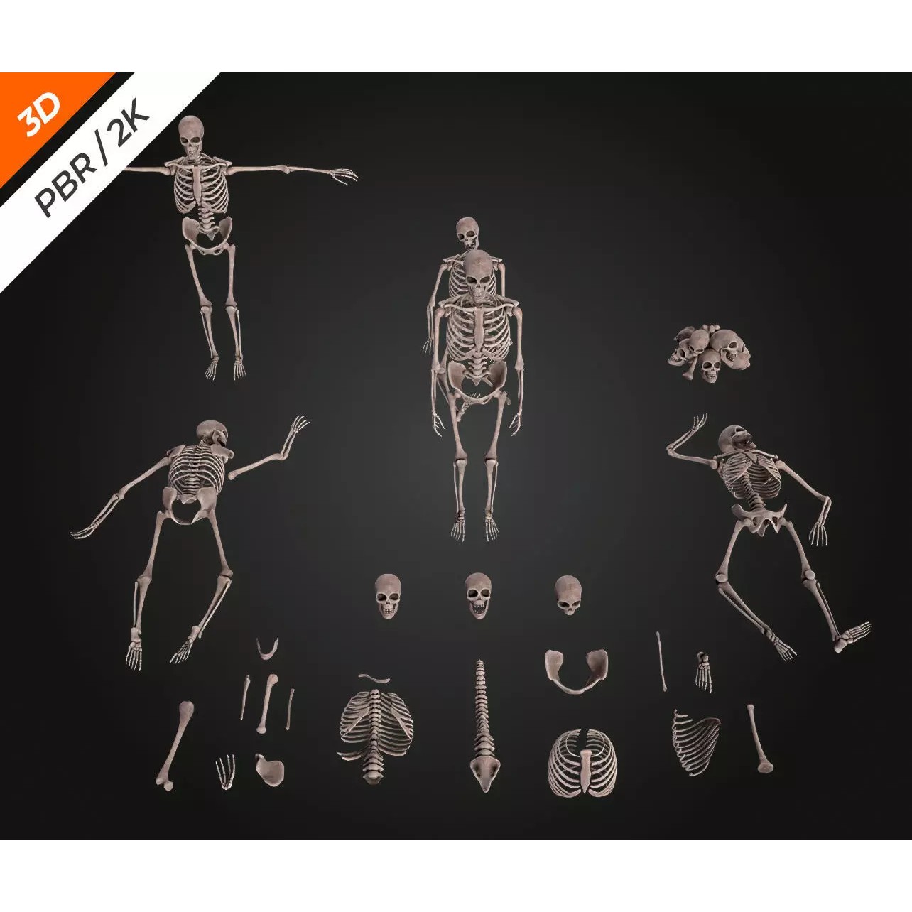 Skeleton Bone - Low-Poly Game-Ready 3D Model - View 11