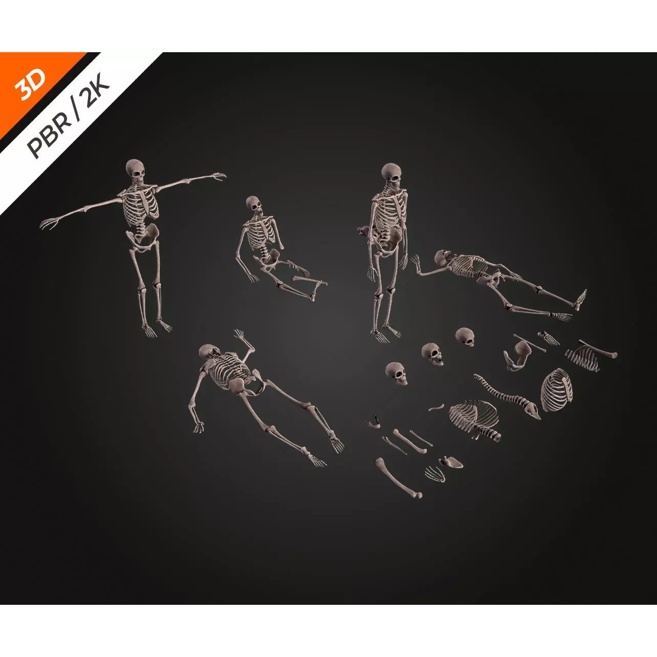 Skeleton Bone - Low-Poly Game-Ready 3D Model - View 12