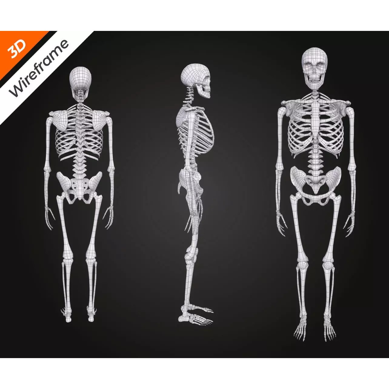 Skeleton Bone - Low-Poly Game-Ready 3D Model - View 14