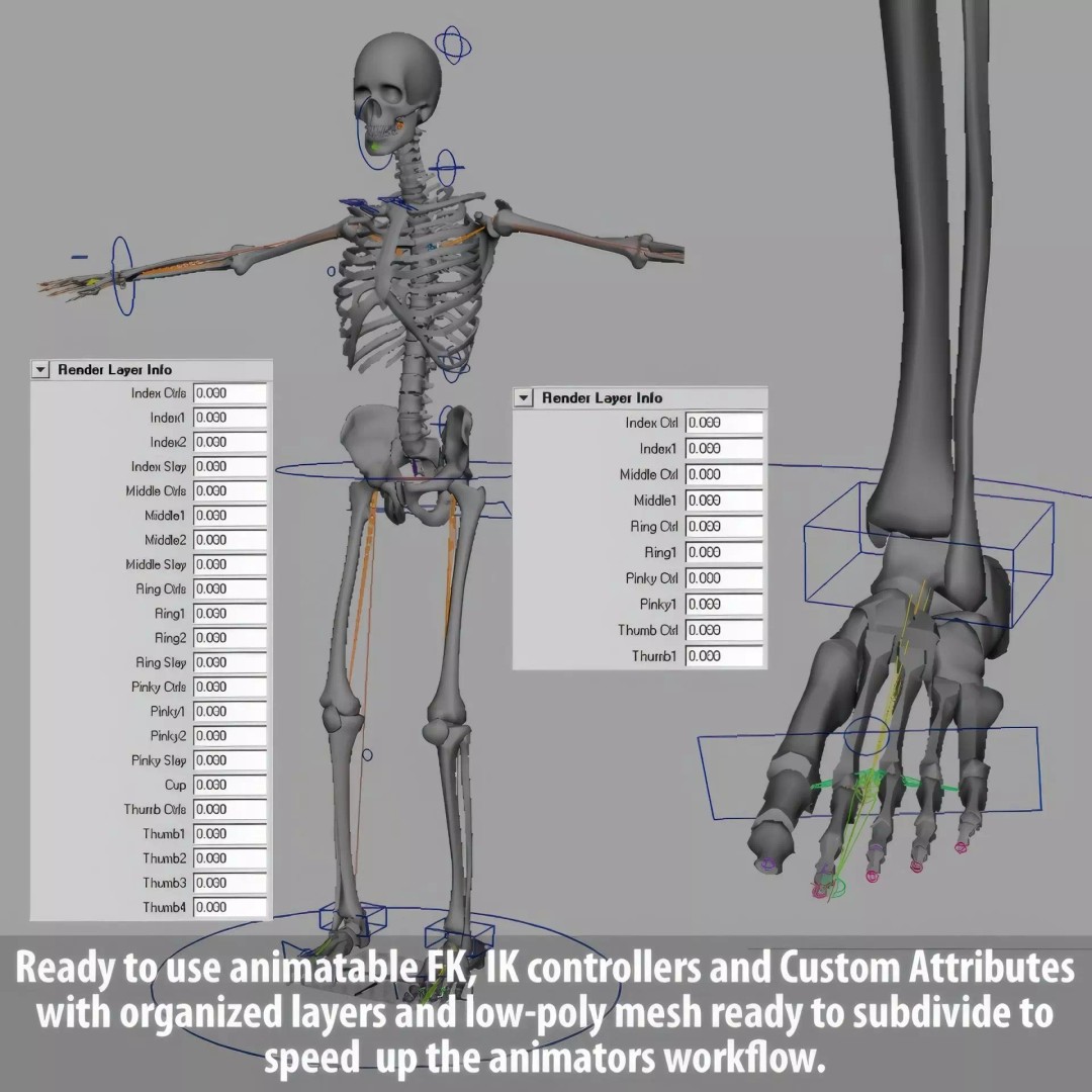 Human Skeleton 3D Model – Rigged Anatomical Asset, FBX, OBJ