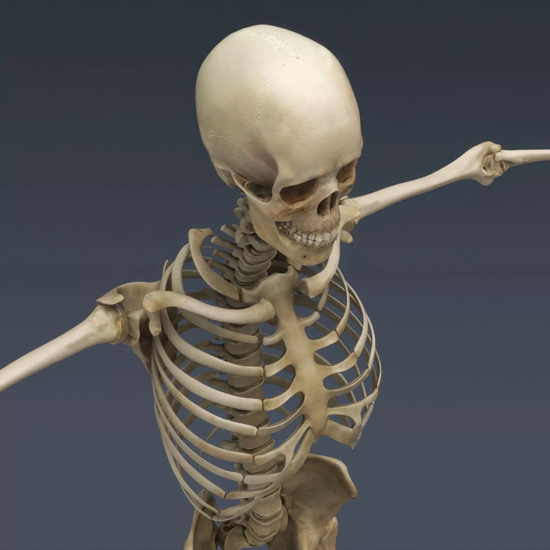 Human Skeleton 3D Model – Rigged Anatomical Asset, FBX, OBJ - View 10
