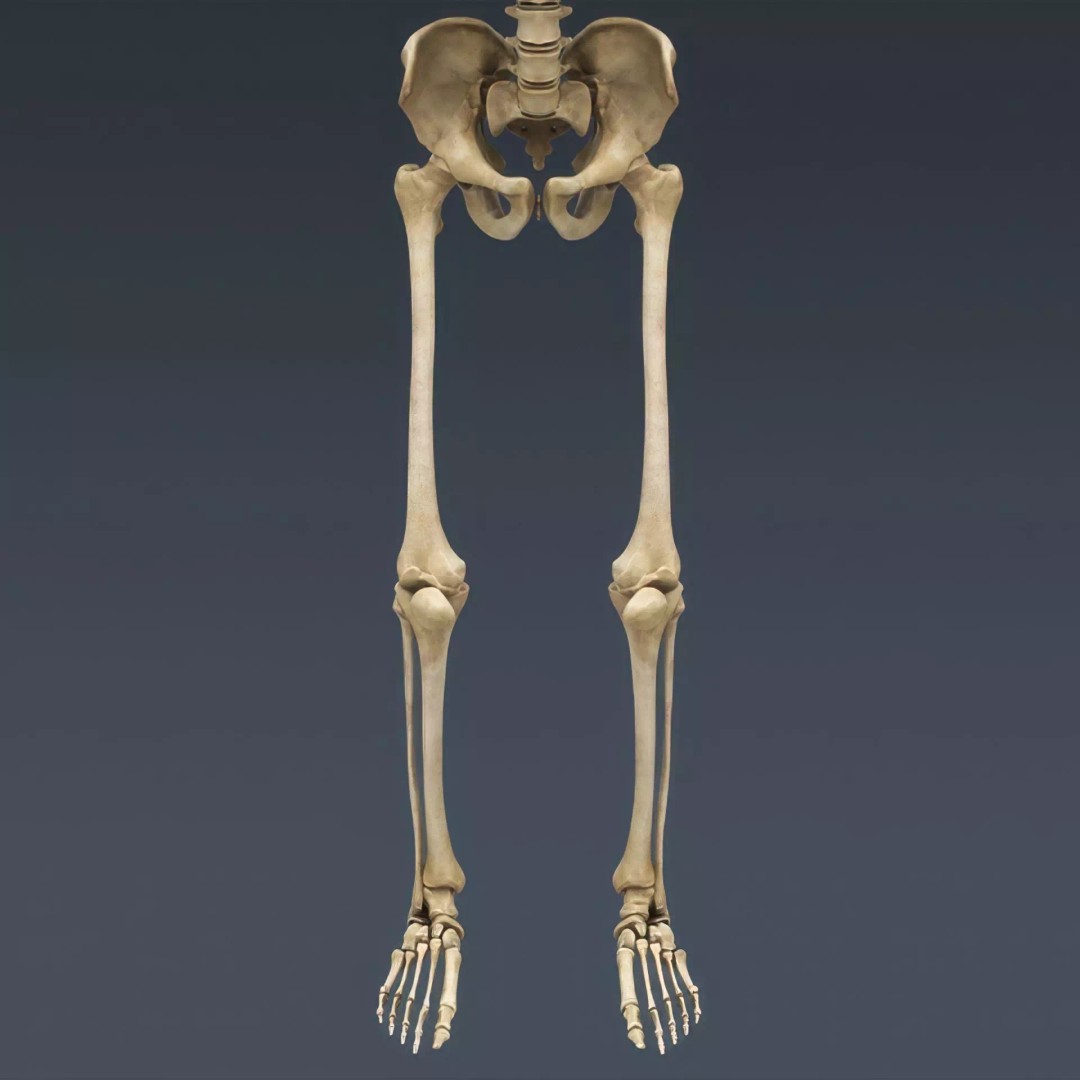 Human Skeleton 3D Model – Rigged Anatomical Asset, FBX, OBJ - View 13