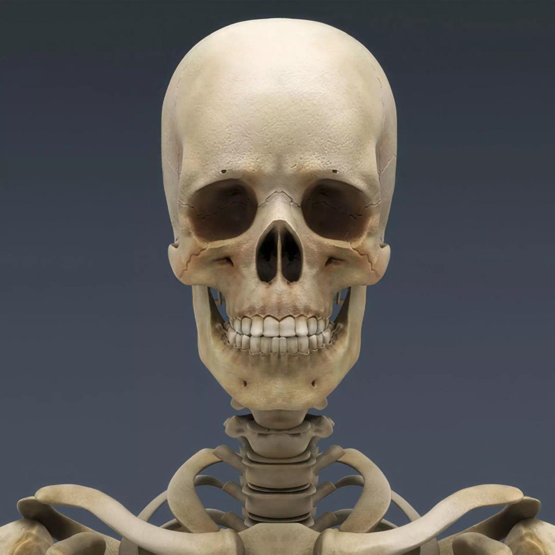 Human Skeleton 3D Model – Rigged Anatomical Asset, FBX, OBJ - View 14