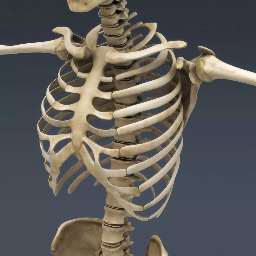 Human Skeleton 3D Model – Rigged Anatomical Asset, FBX, OBJ - View 15