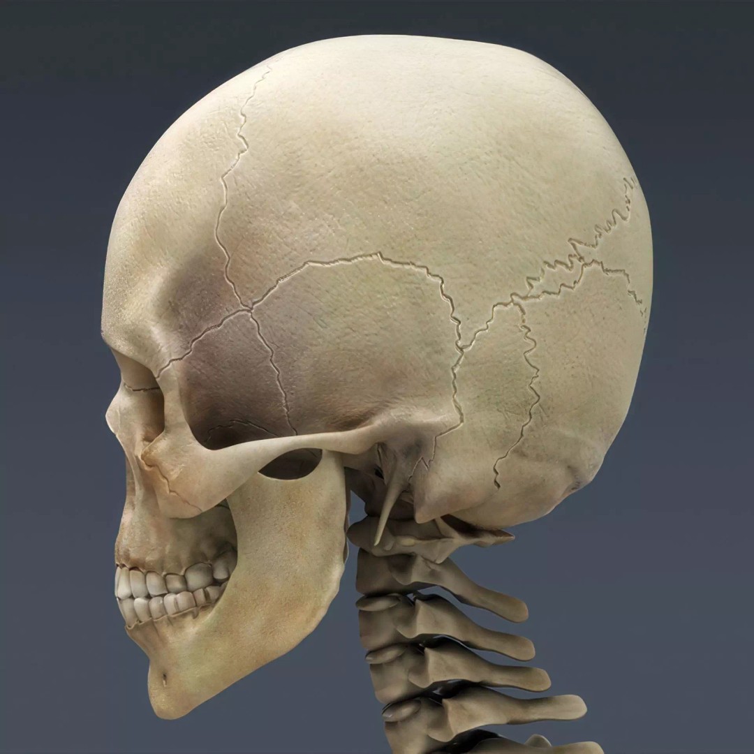 Human Skeleton 3D Model – Rigged Anatomical Asset, FBX, OBJ - View 16