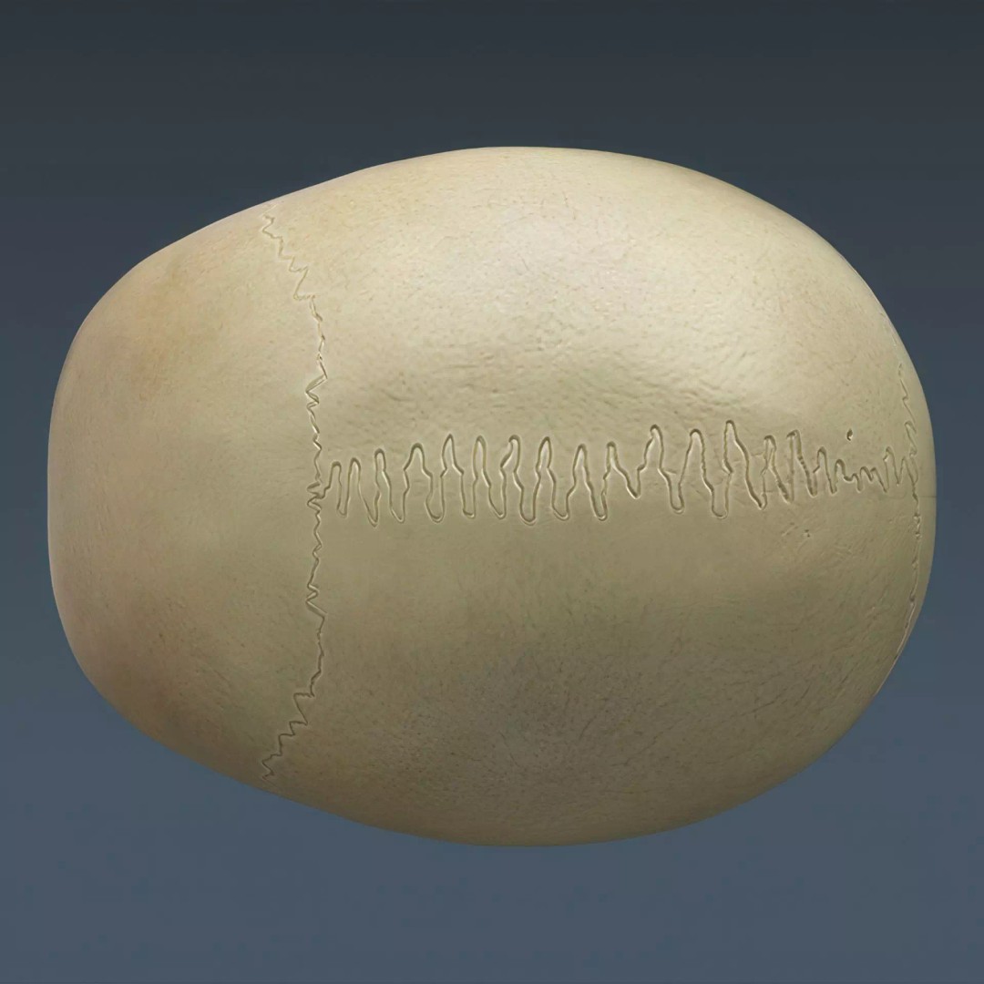 Human Skeleton 3D Model – Rigged Anatomical Asset, FBX, OBJ - View 17