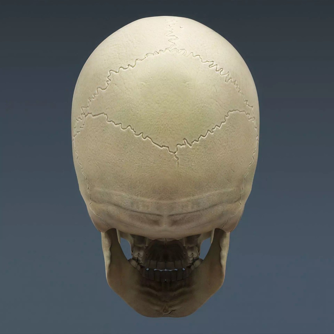 Human Skeleton 3D Model – Rigged Anatomical Asset, FBX, OBJ - View 18
