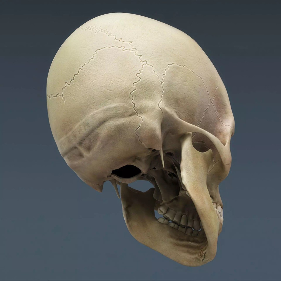 Human Skeleton 3D Model – Rigged Anatomical Asset, FBX, OBJ - View 19