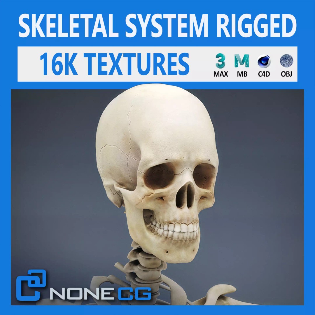 Human Skeleton 3D Model – Rigged Anatomical Asset, FBX, OBJ - View 2