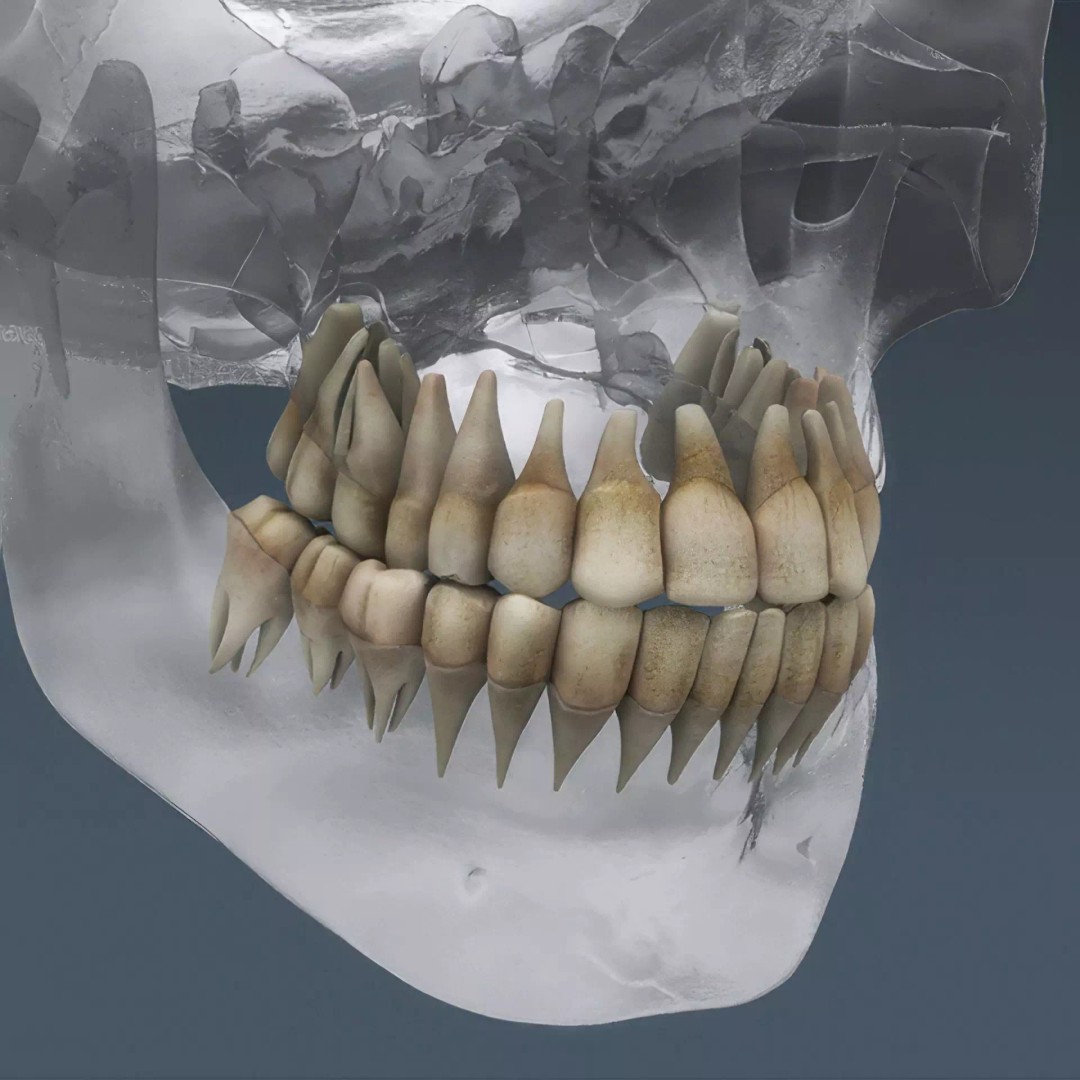 Human Skeleton 3D Model – Rigged Anatomical Asset, FBX, OBJ - View 20