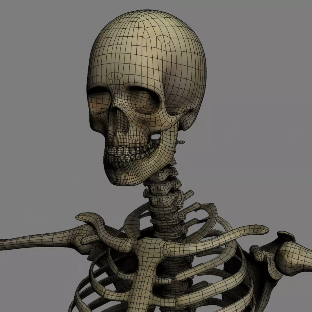 Human Skeleton 3D Model – Rigged Anatomical Asset, FBX, OBJ - View 21