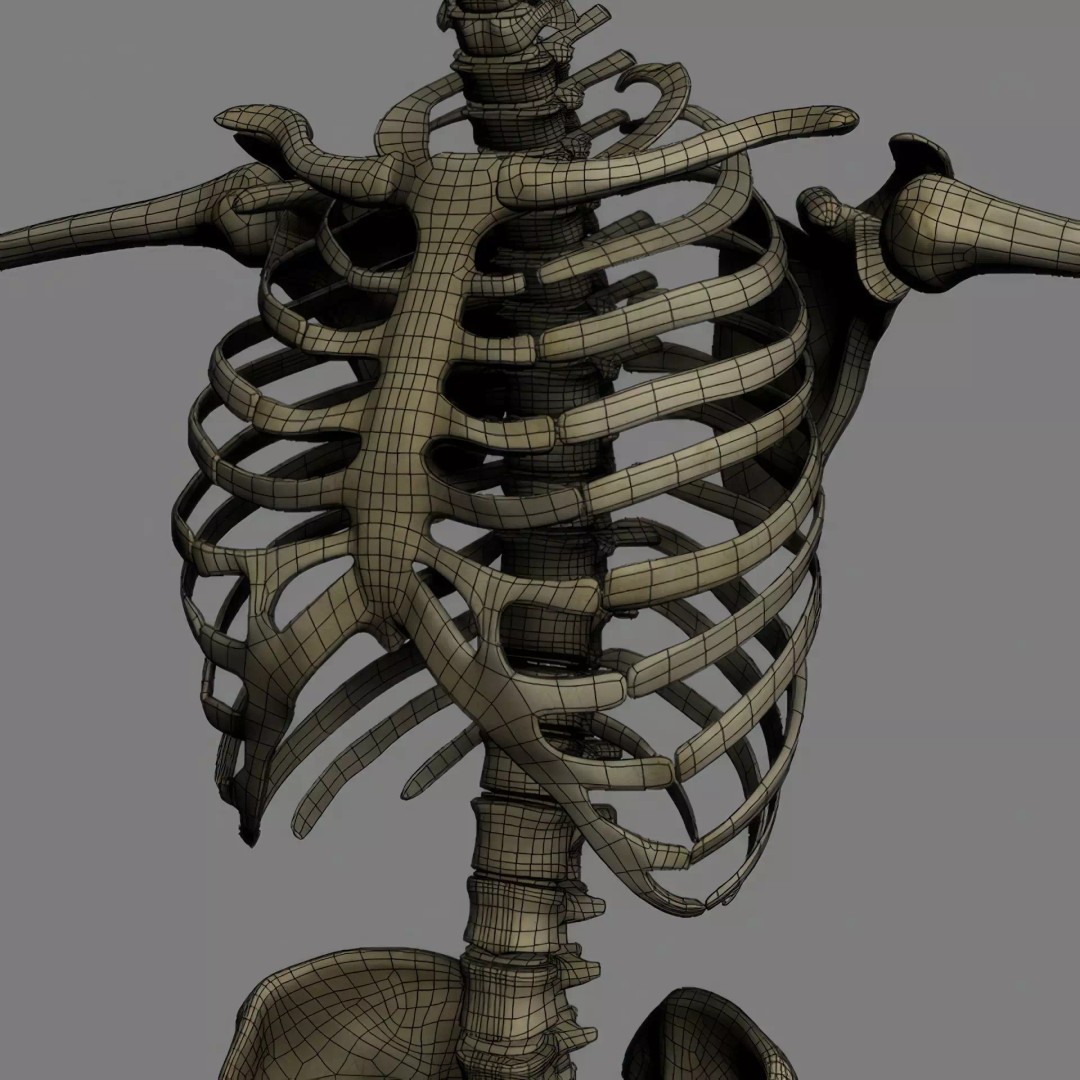 Human Skeleton 3D Model – Rigged Anatomical Asset, FBX, OBJ - View 22