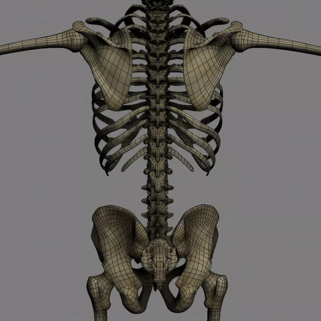 Human Skeleton 3D Model – Rigged Anatomical Asset, FBX, OBJ - View 23