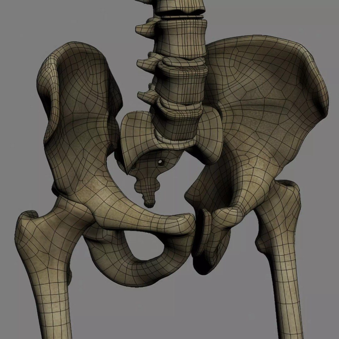 Human Skeleton 3D Model – Rigged Anatomical Asset, FBX, OBJ - View 24