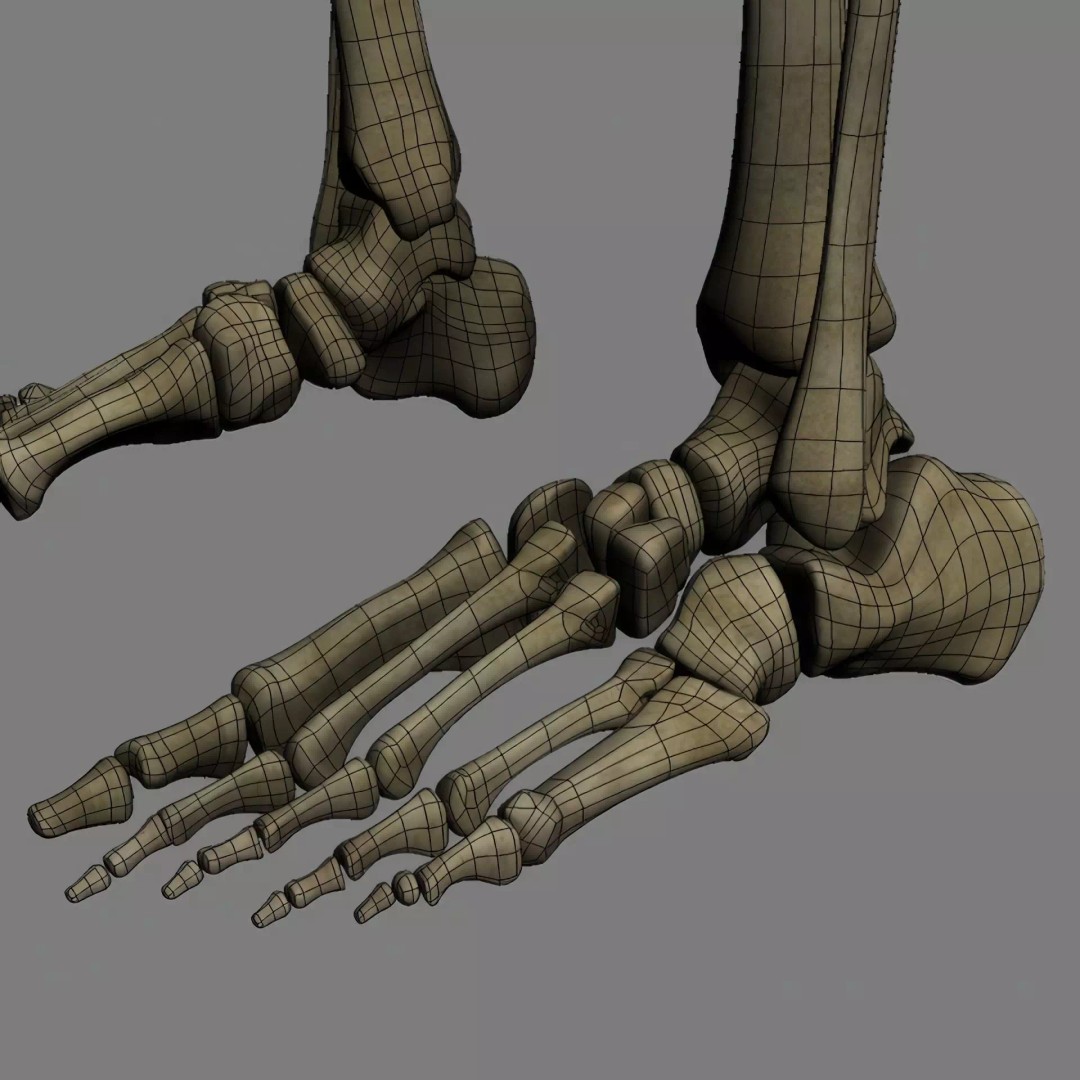 Human Skeleton 3D Model – Rigged Anatomical Asset, FBX, OBJ - View 25